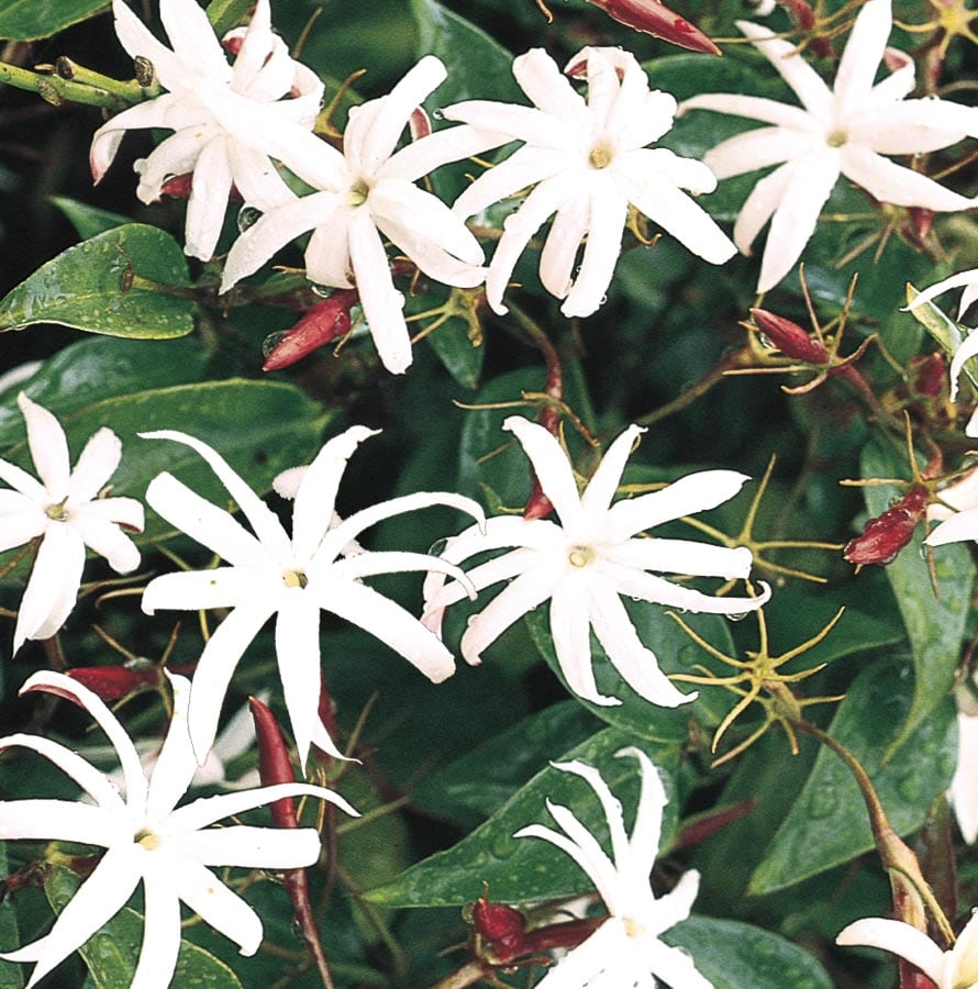 Star Jasmine (L8609) at Lowes.com