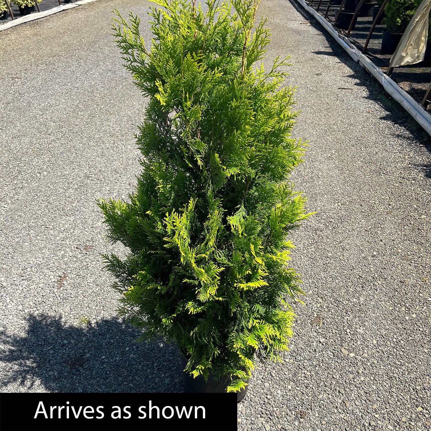 Spring Hill Nurseries 88762 shrubs - View #3