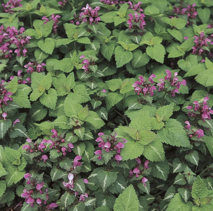 6 Pack In Tray Spotted Dead Nettle L In The Perennials Department At Lowes Com