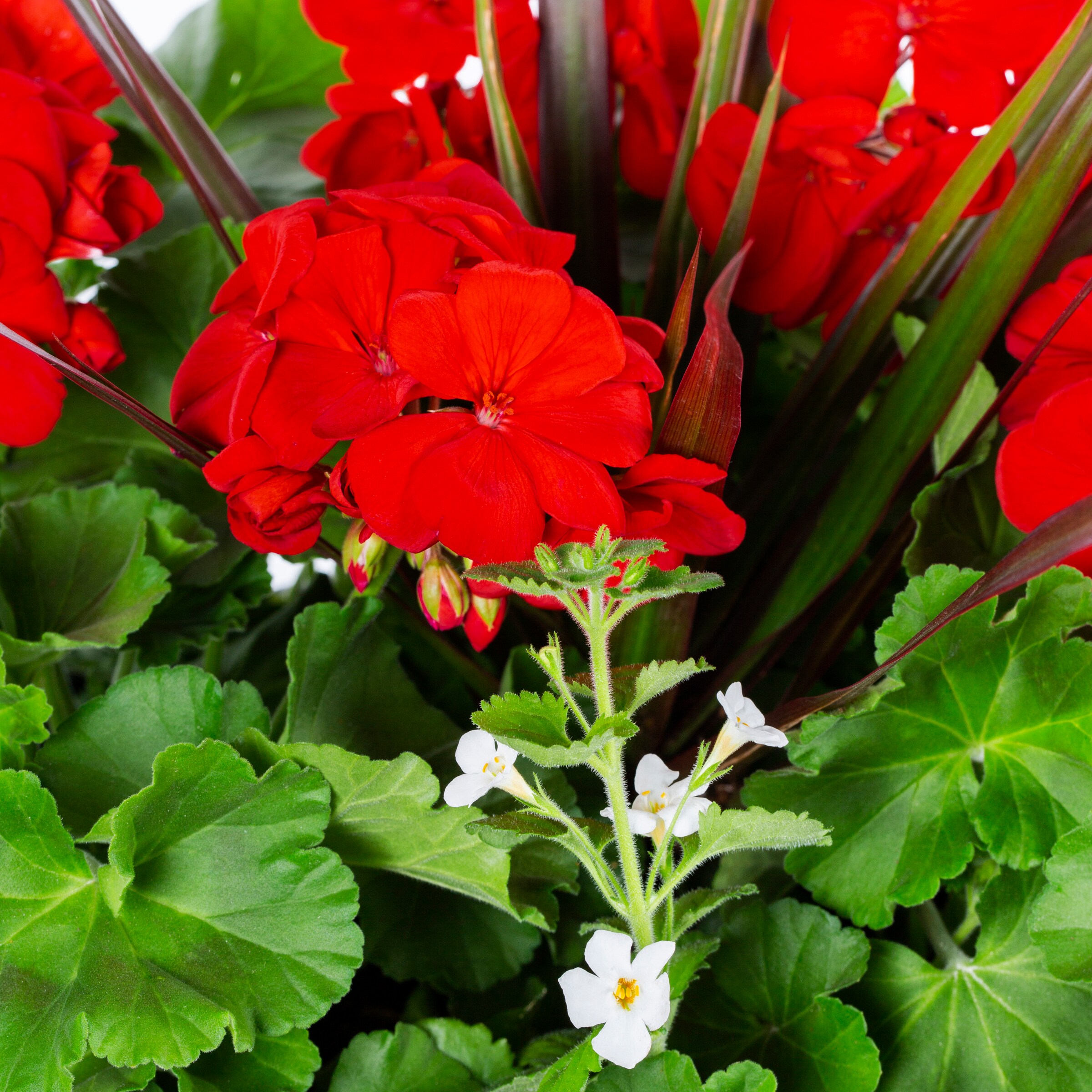 Ready Refill 824831 annuals - View #2