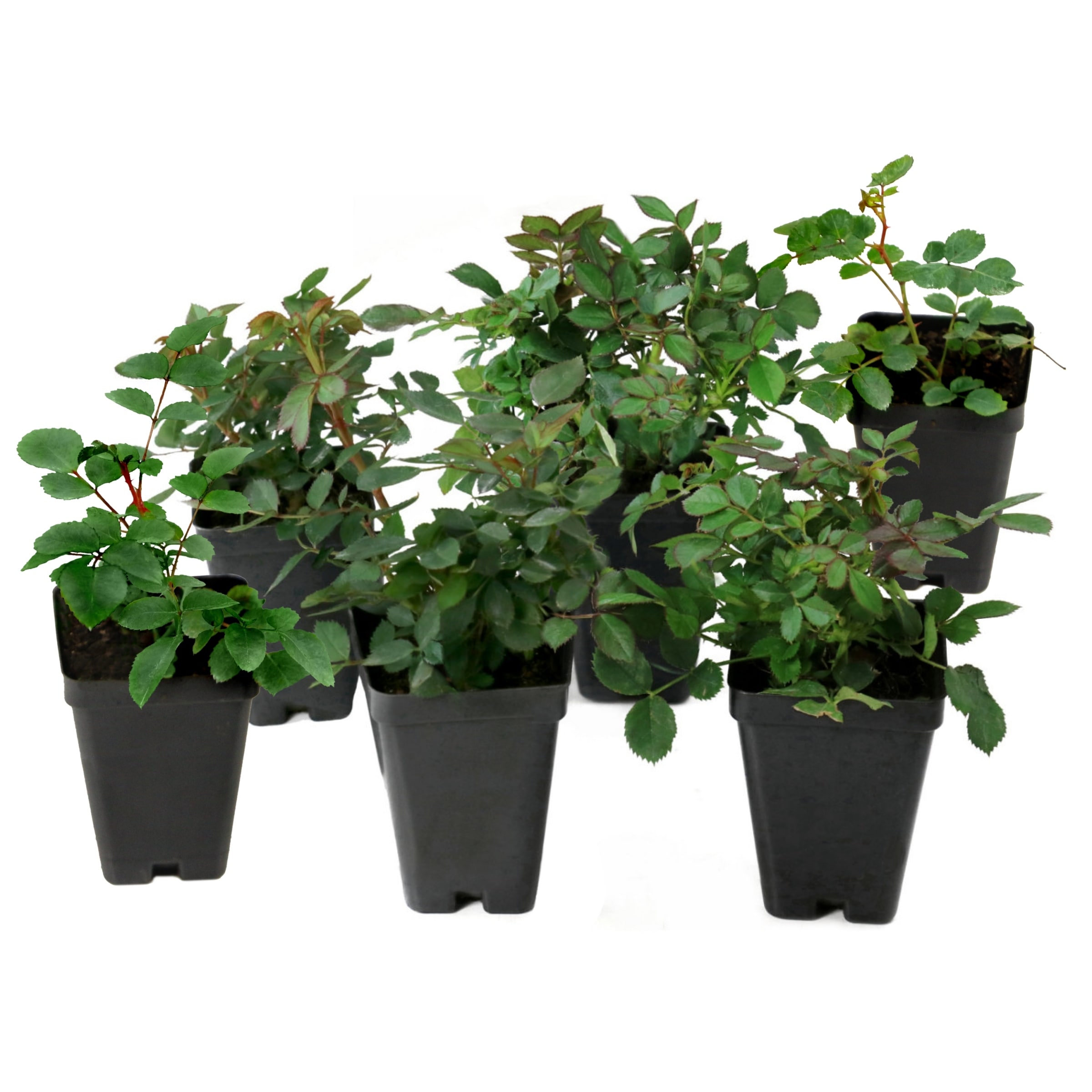 National Plant Network LW1782 roses - View #7