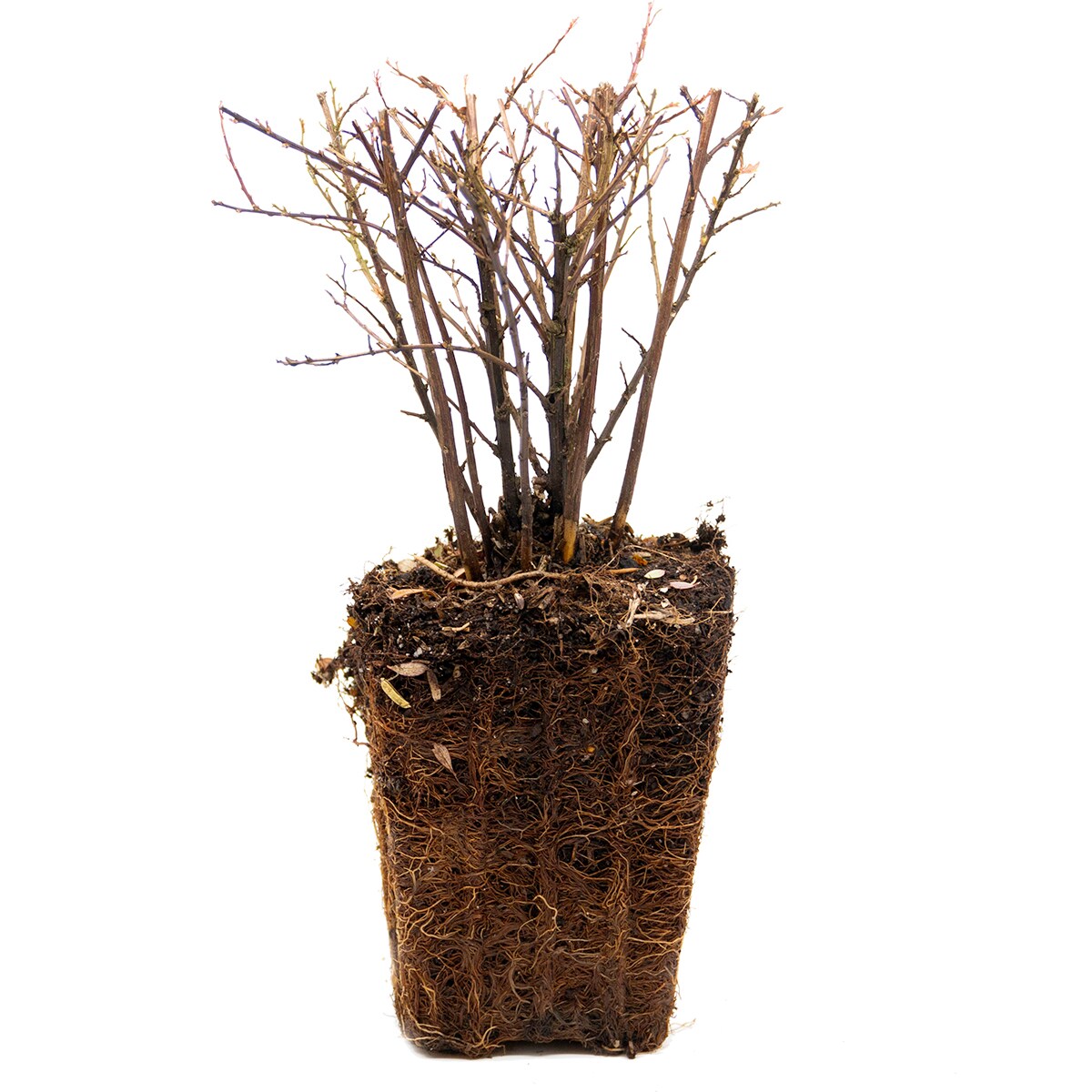 Van Zyverden 82919 Plant-Bulbs - View #3