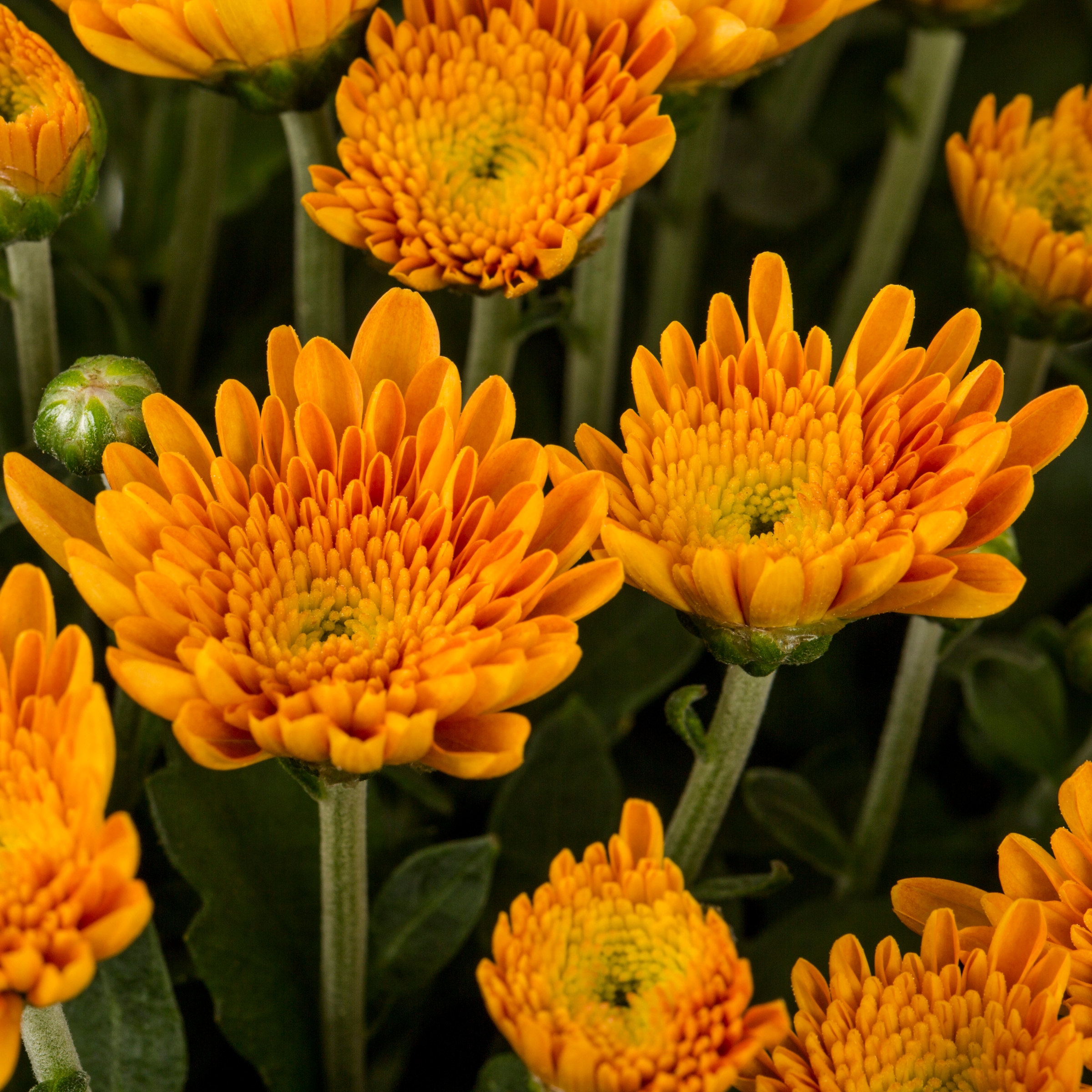Lowe's NURSERY annuals - View #2