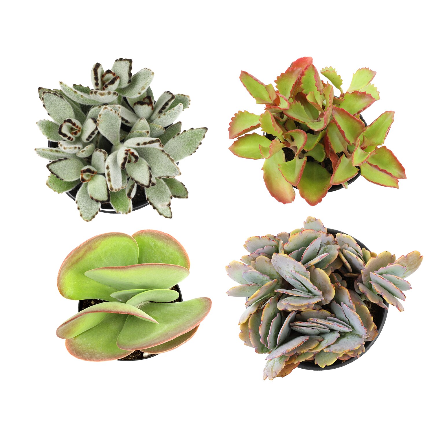 Altman Plants 0872636 Cacti-Succulents - View #2