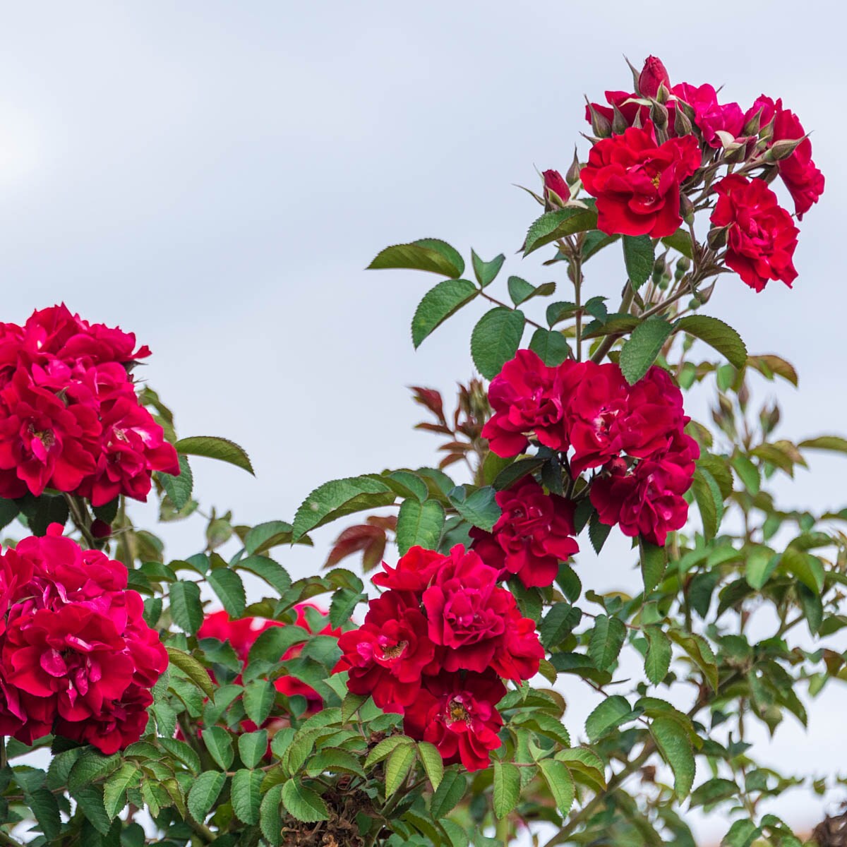 Spring Hill Nurseries 63458 roses - View #4