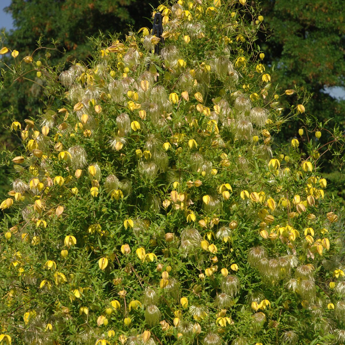 Spring Hill Nurseries Pot Golden Tiara Clematis Vine at Lowes.com