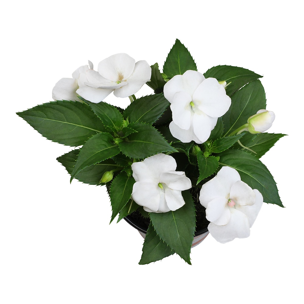 Altman Plants 0881278 annuals - View #2