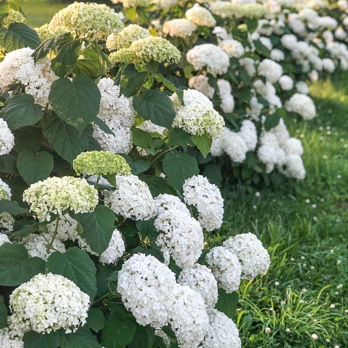 Gurney's Seed and Nursery 89524 shrubs - View #3