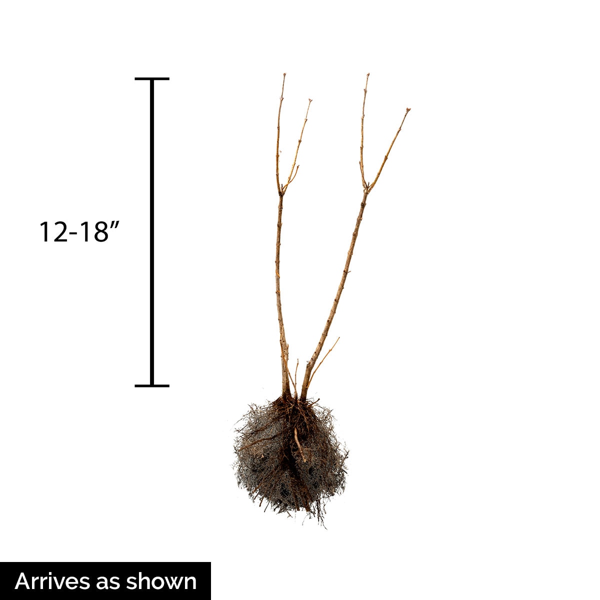 Spring Hill Nurseries 92129 shrubs - View #4