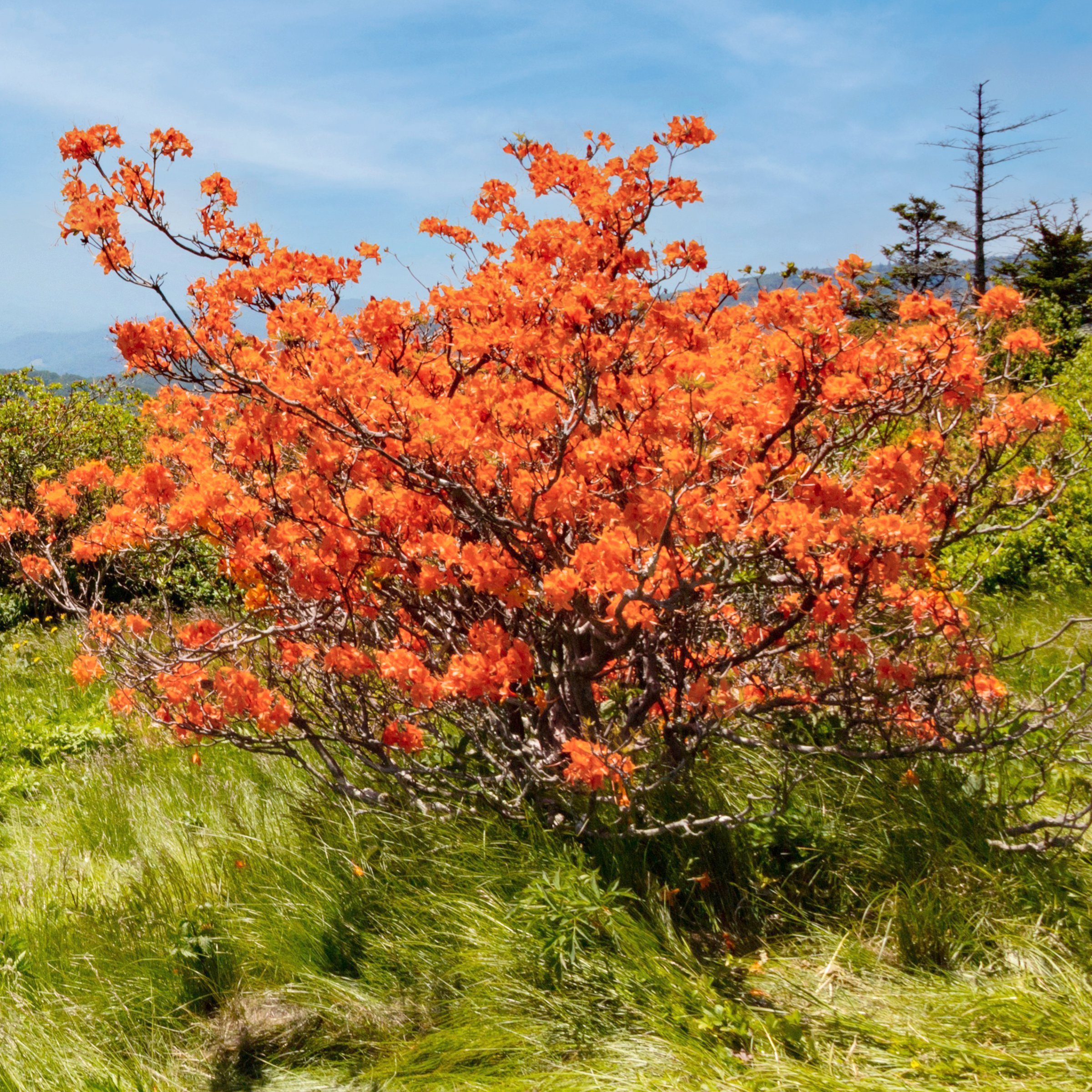 National Plant Network LW2662 shrubs - View #9