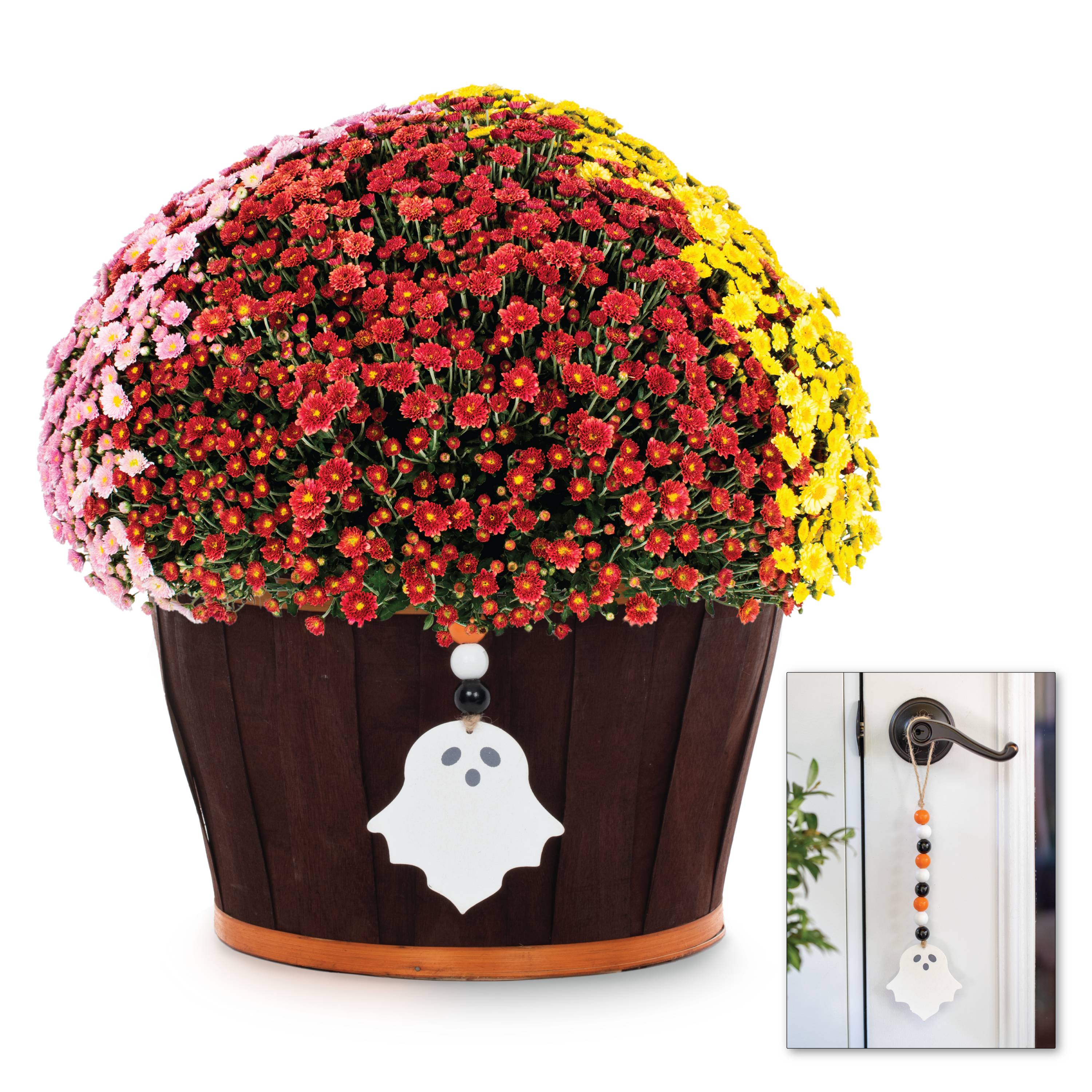 Metrolina Greenhouses 5269 Multicolor Mum in 1.5 Gallon(s) Planter 1 -Pack