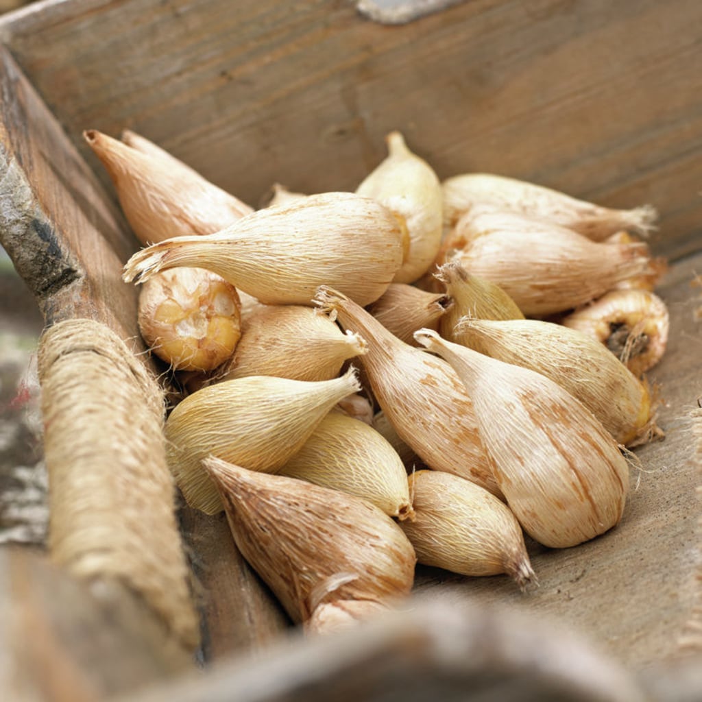 Van Zyverden 83512 Plant-Bulbs - View #2