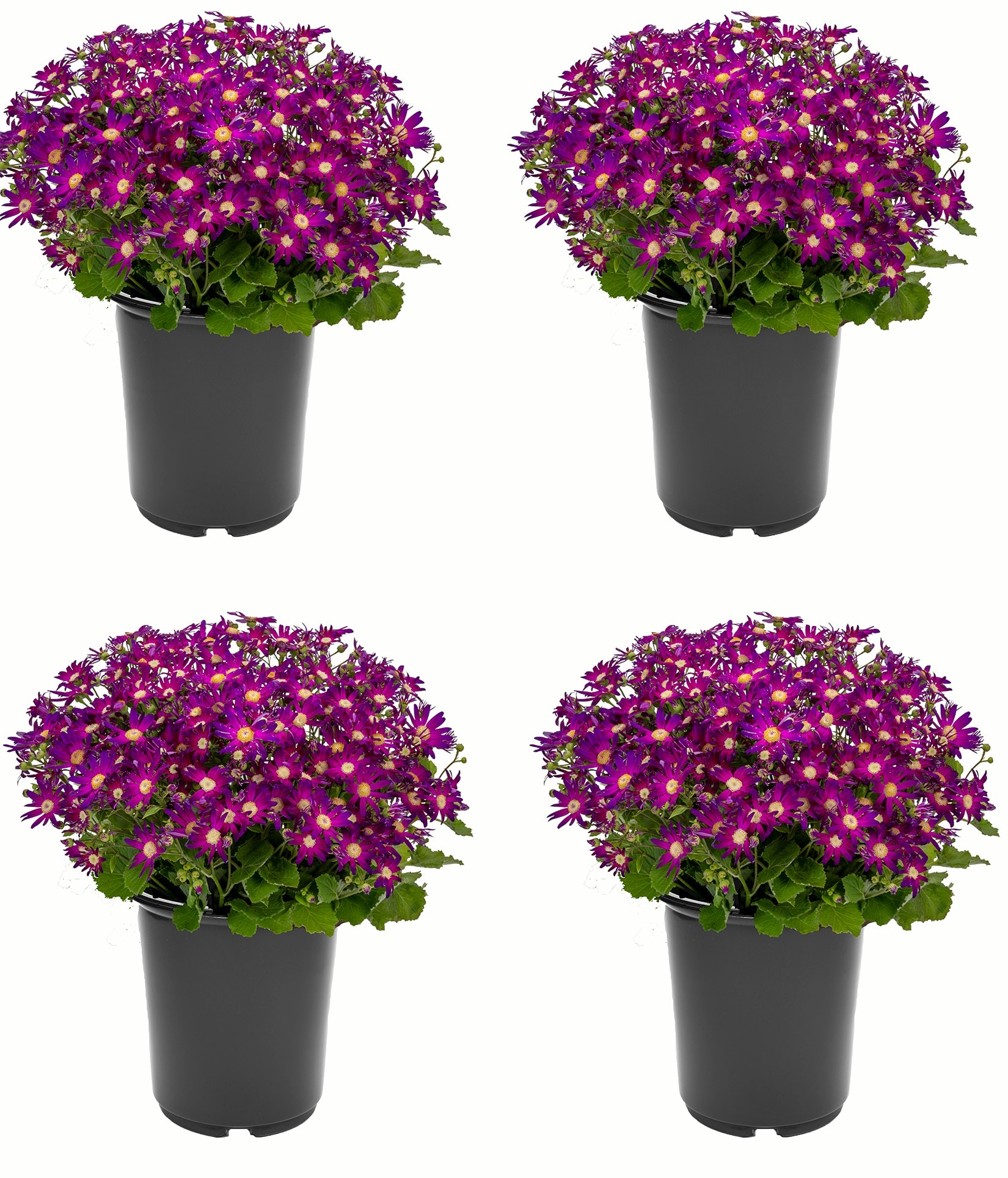 Purple Pericallis in 2.5-Quart Pot 4-Pack in the Annuals department at ...