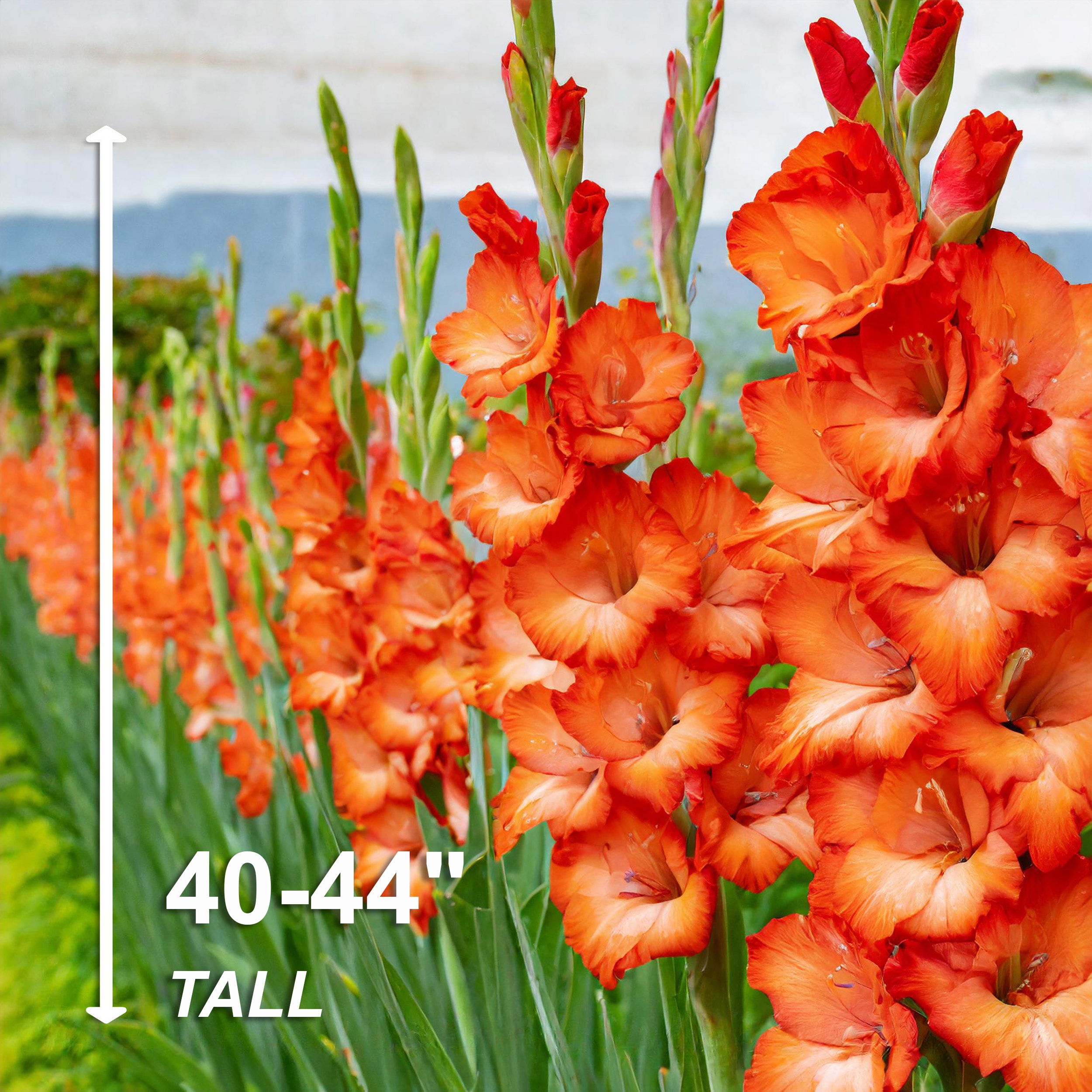 Garden State Bulb ECS-176-90-03 Plant-Bulbs - View #5