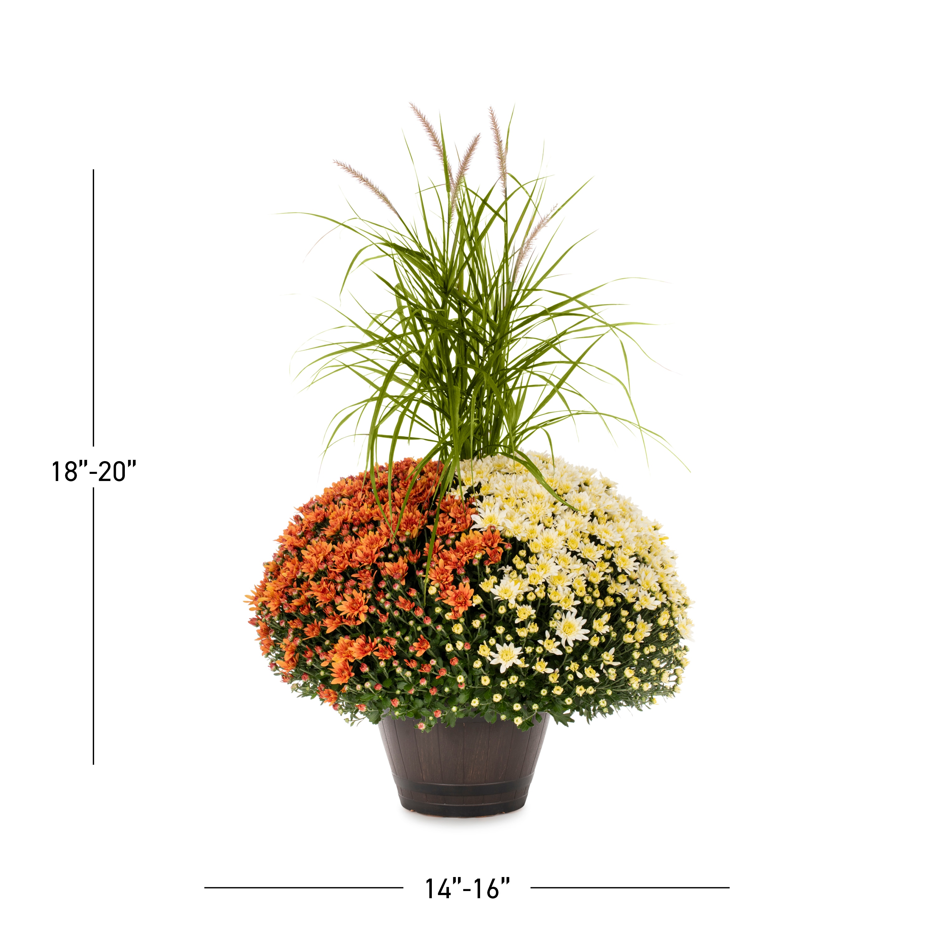 Lowe's 2417974 annuals - View #3