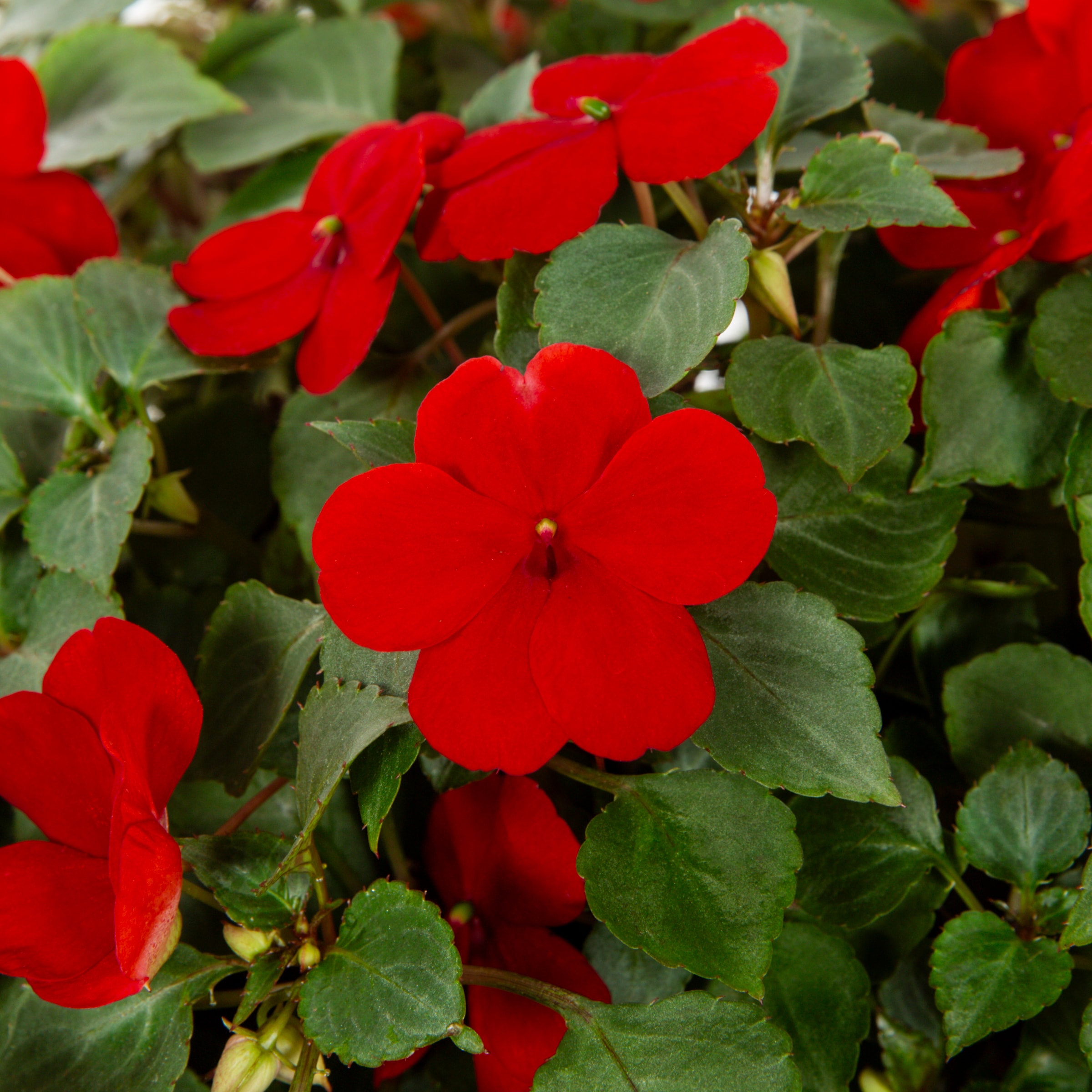 Lowe's 223972 annuals - View #2