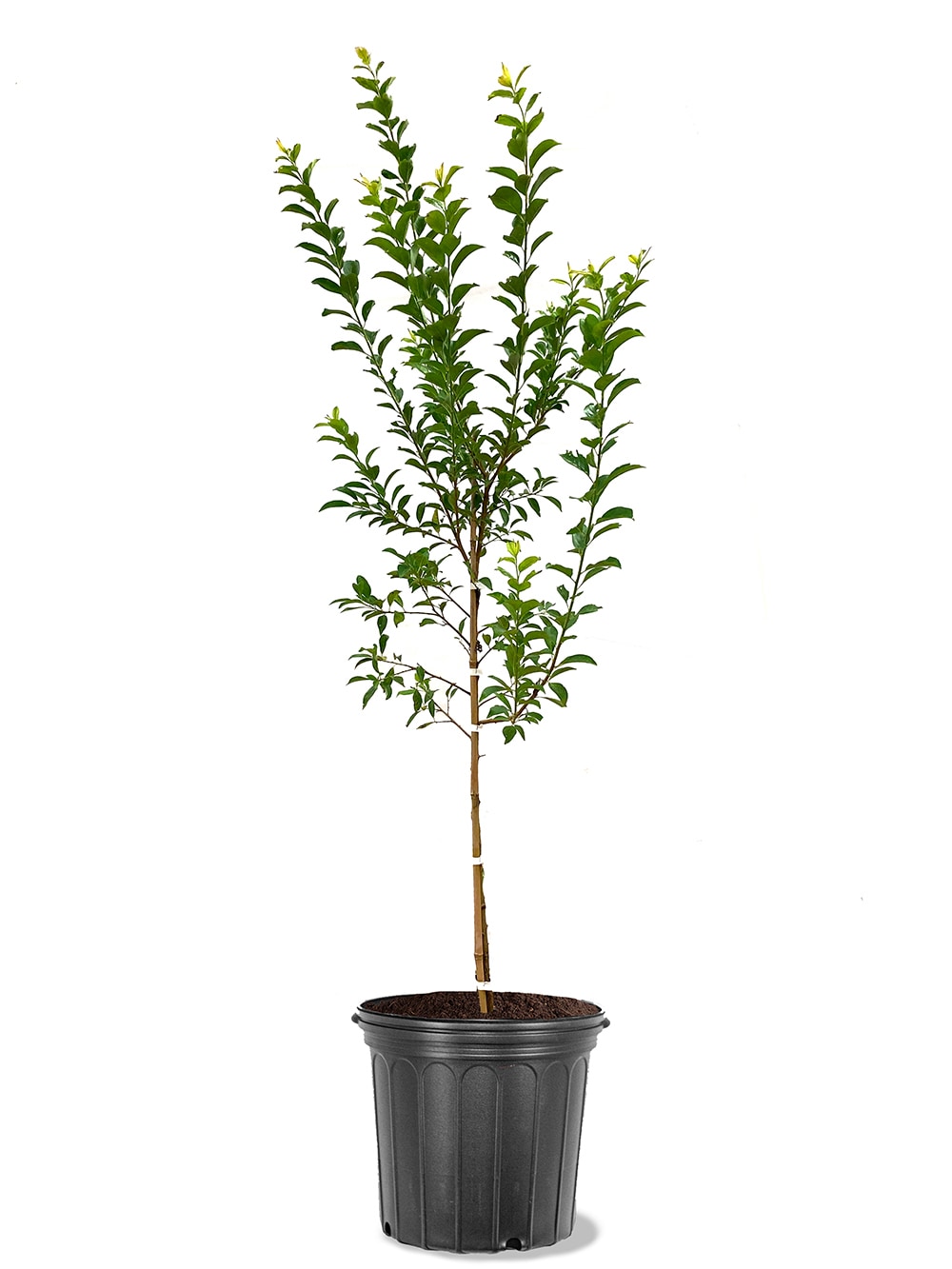 Southern Planters PLUHOL05GD 5 -Gallon White Fruit Hollywood Plum In pot (with soil)