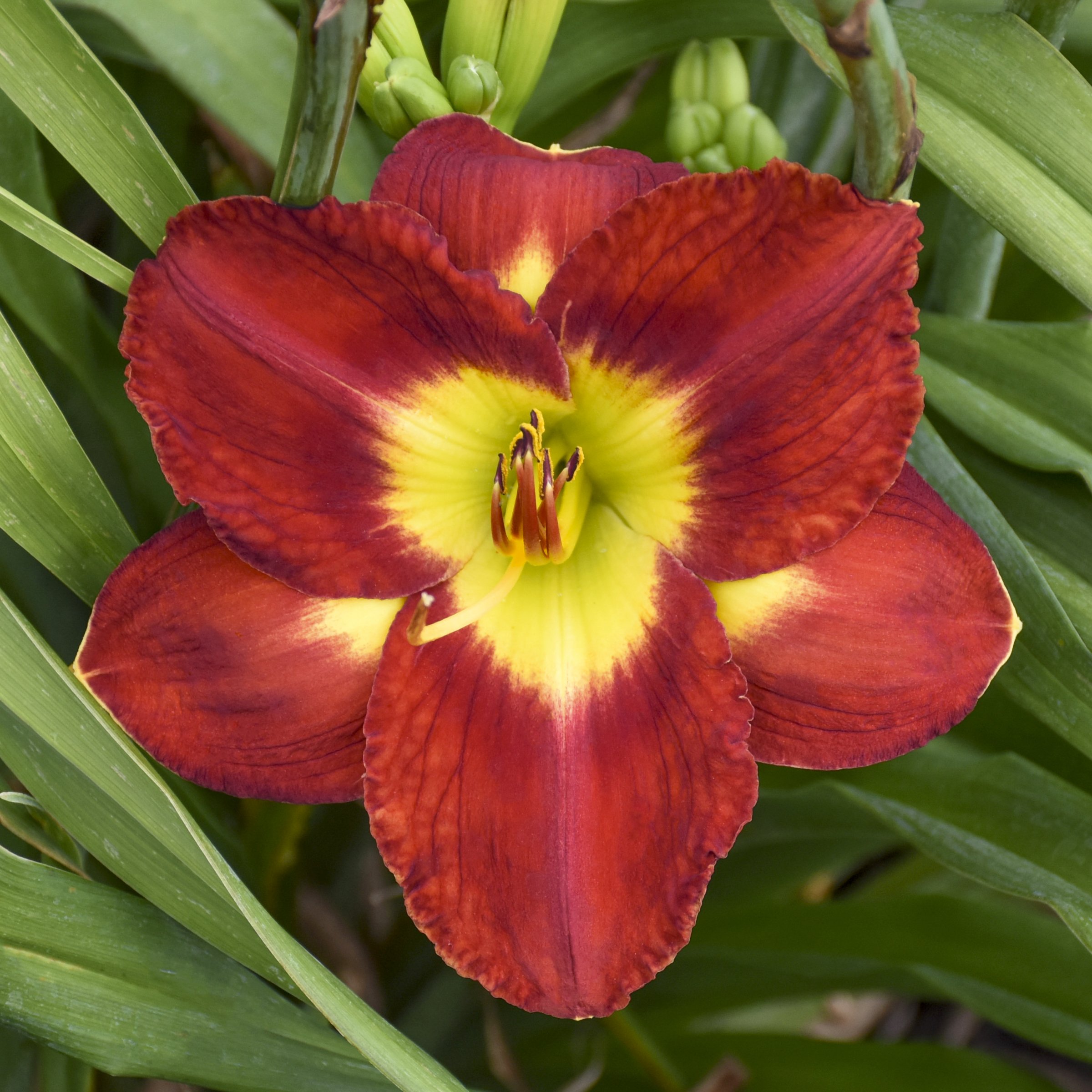 National Plant Network LW2611 perennials - View #5