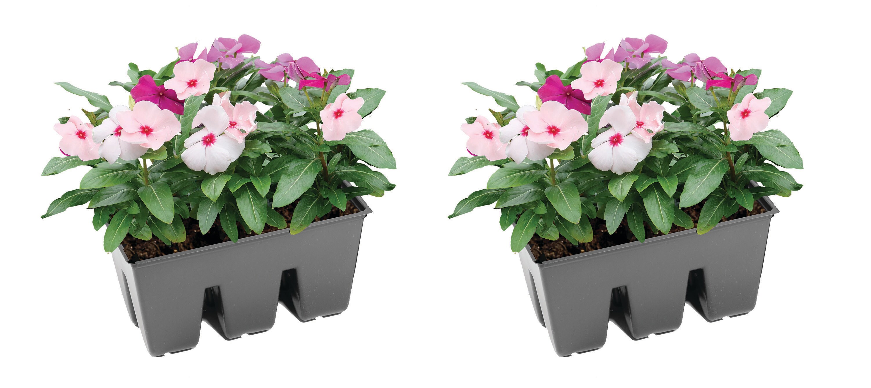 1799 Assorted colors Vinca in 2 -Pack Tray 6 -Pack