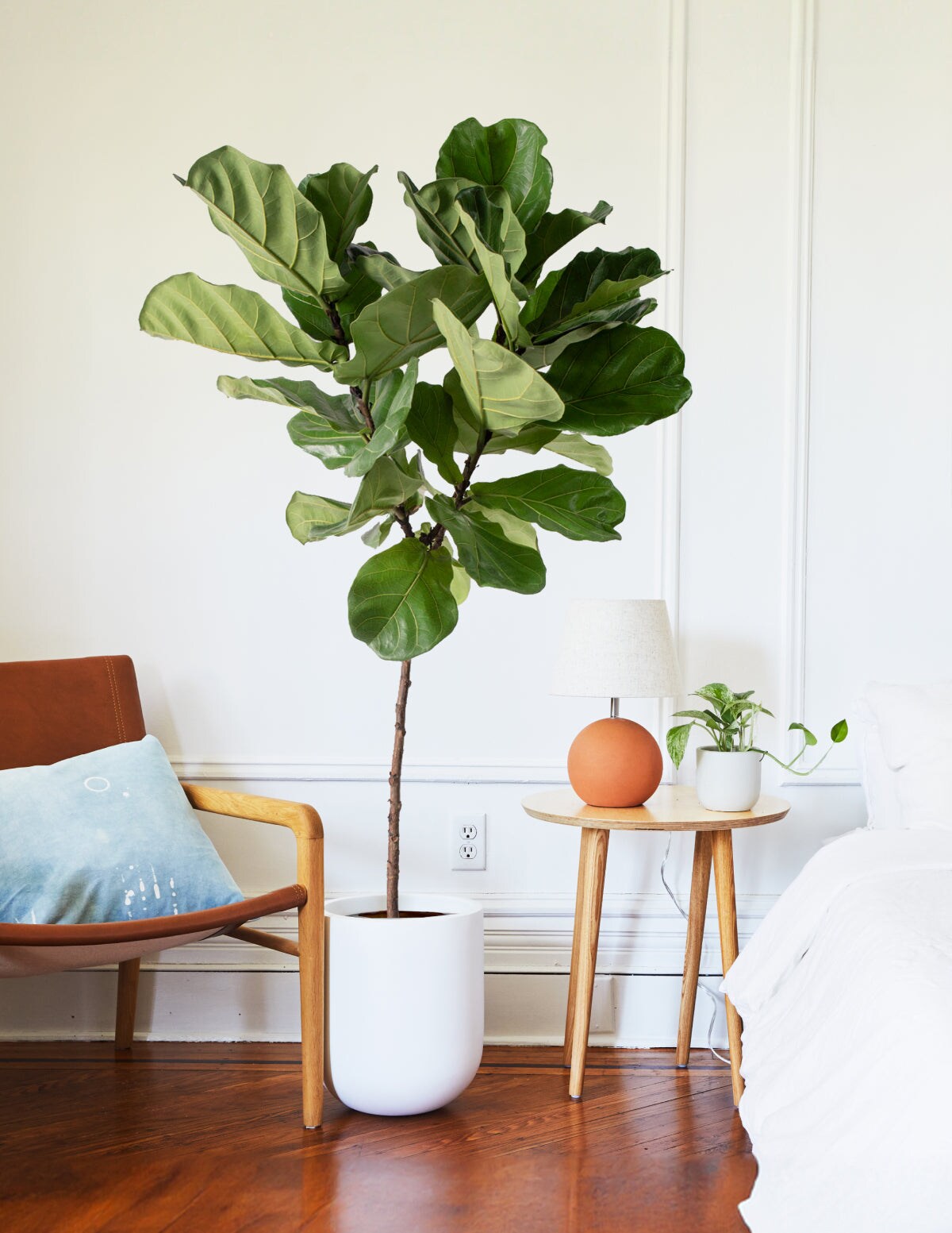 The Sill Fiddle Leaf Fig - Rust Isabella Porcelain House plant in 6 ...