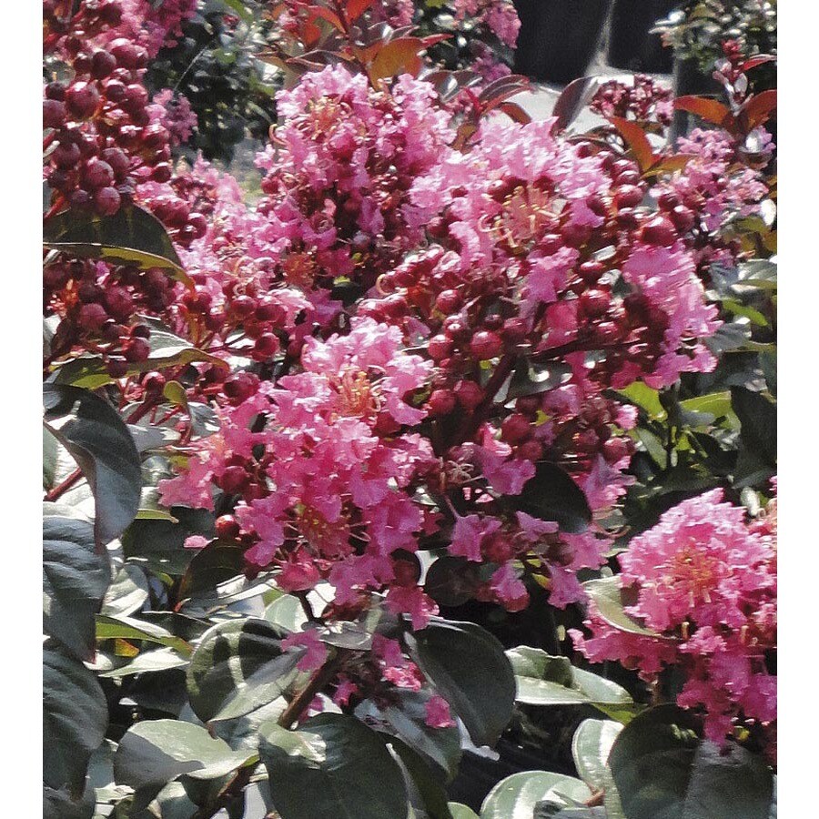 Lowe's 018902129538 2.25 -Gallon Multicolor Feature Crape Myrtle