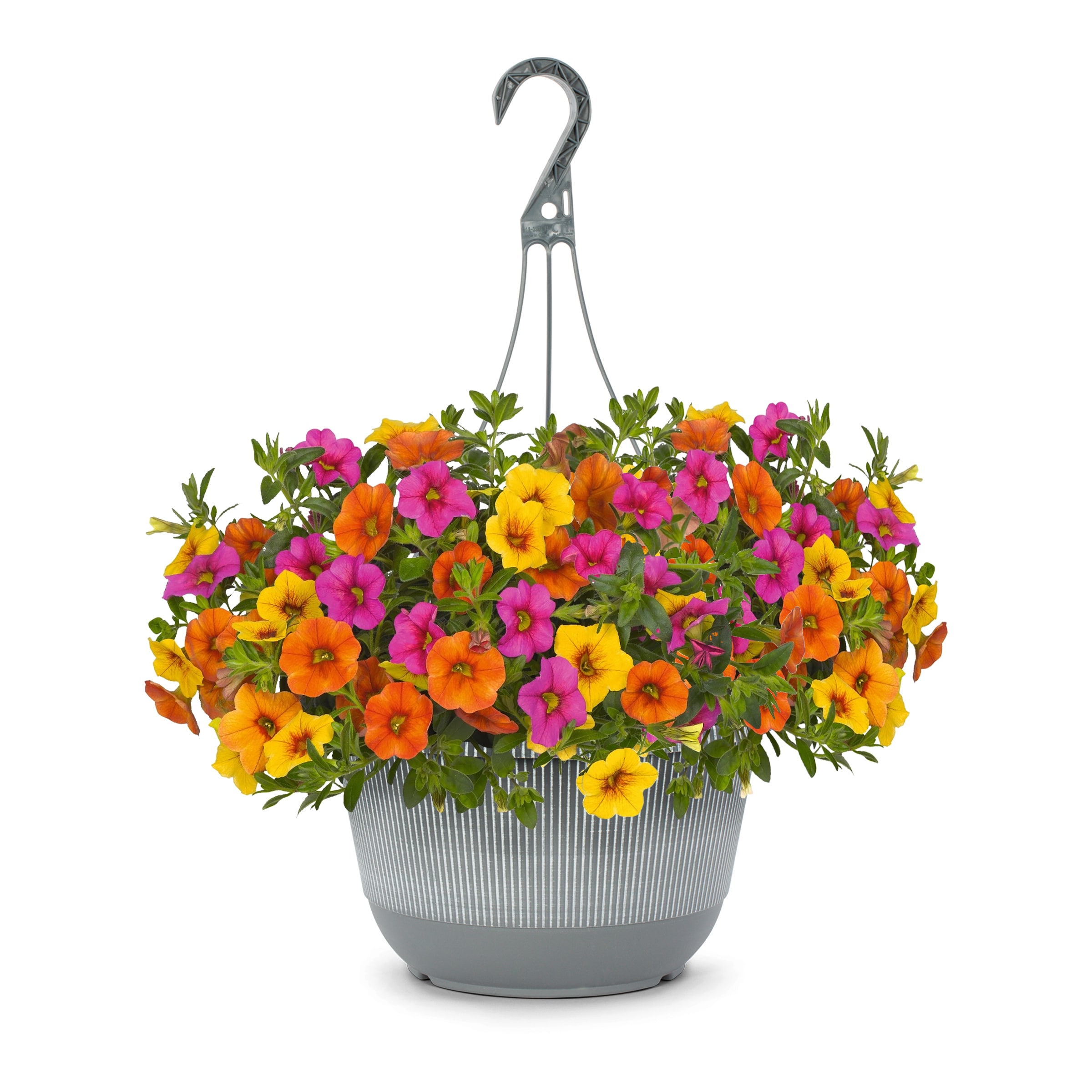 Lowe S Multicolor Confetti Garden Hawaiian Kalani In 2 Gallons Hanging Basket In The Annuals
