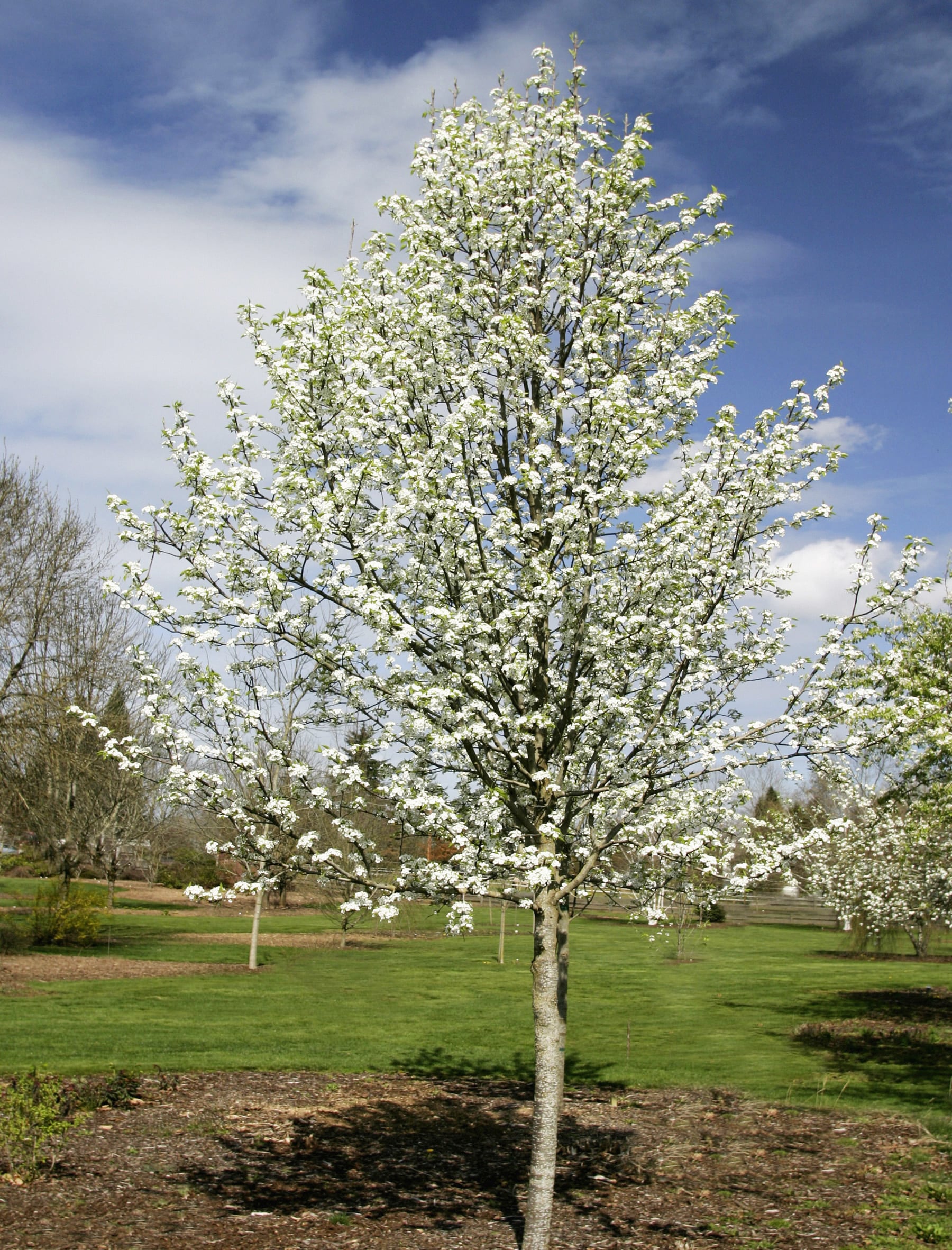 Lowe's 3.25-Gallons White Flowering Cleveland Select Flowering Pear In ...