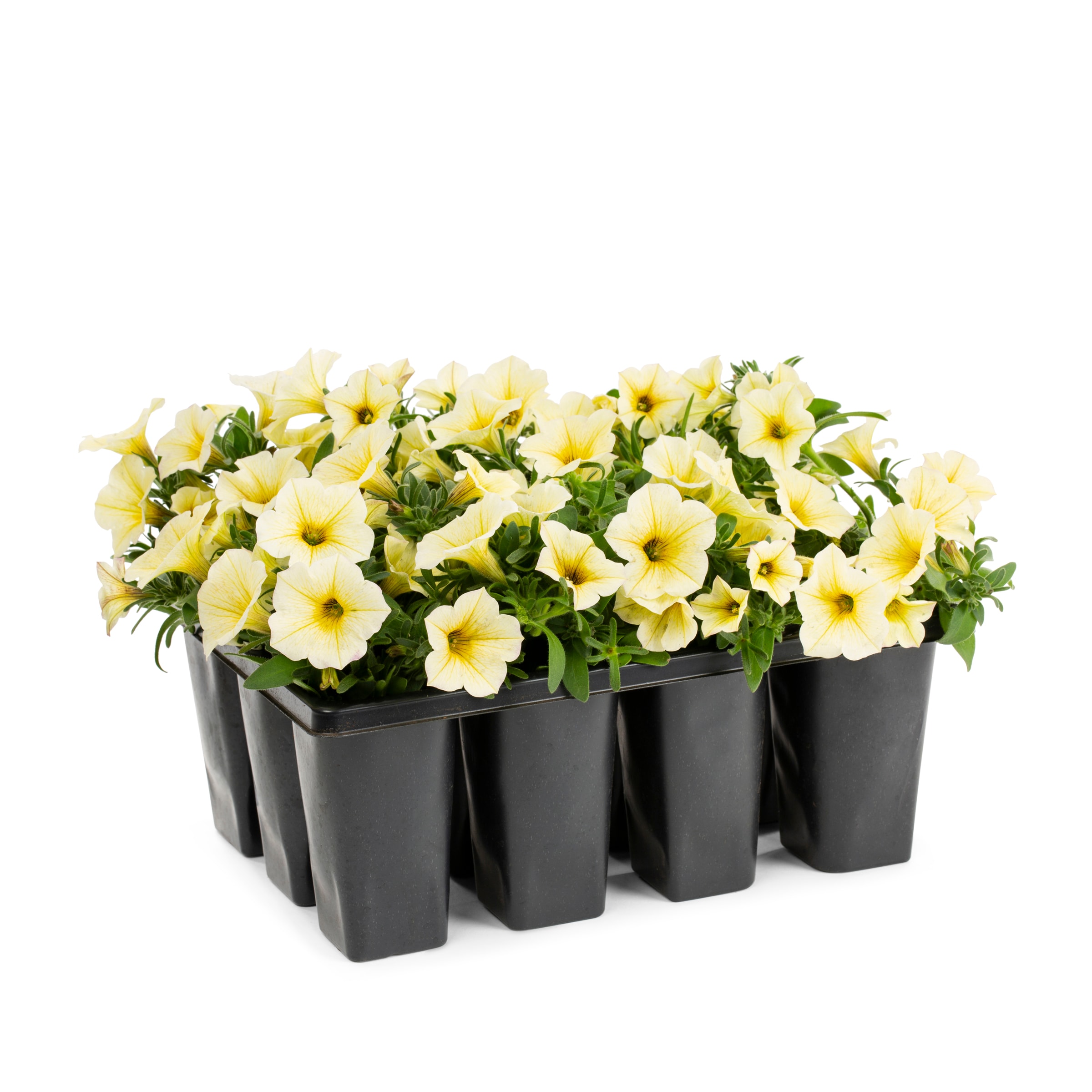Lowe's 421930 annuals - View #6