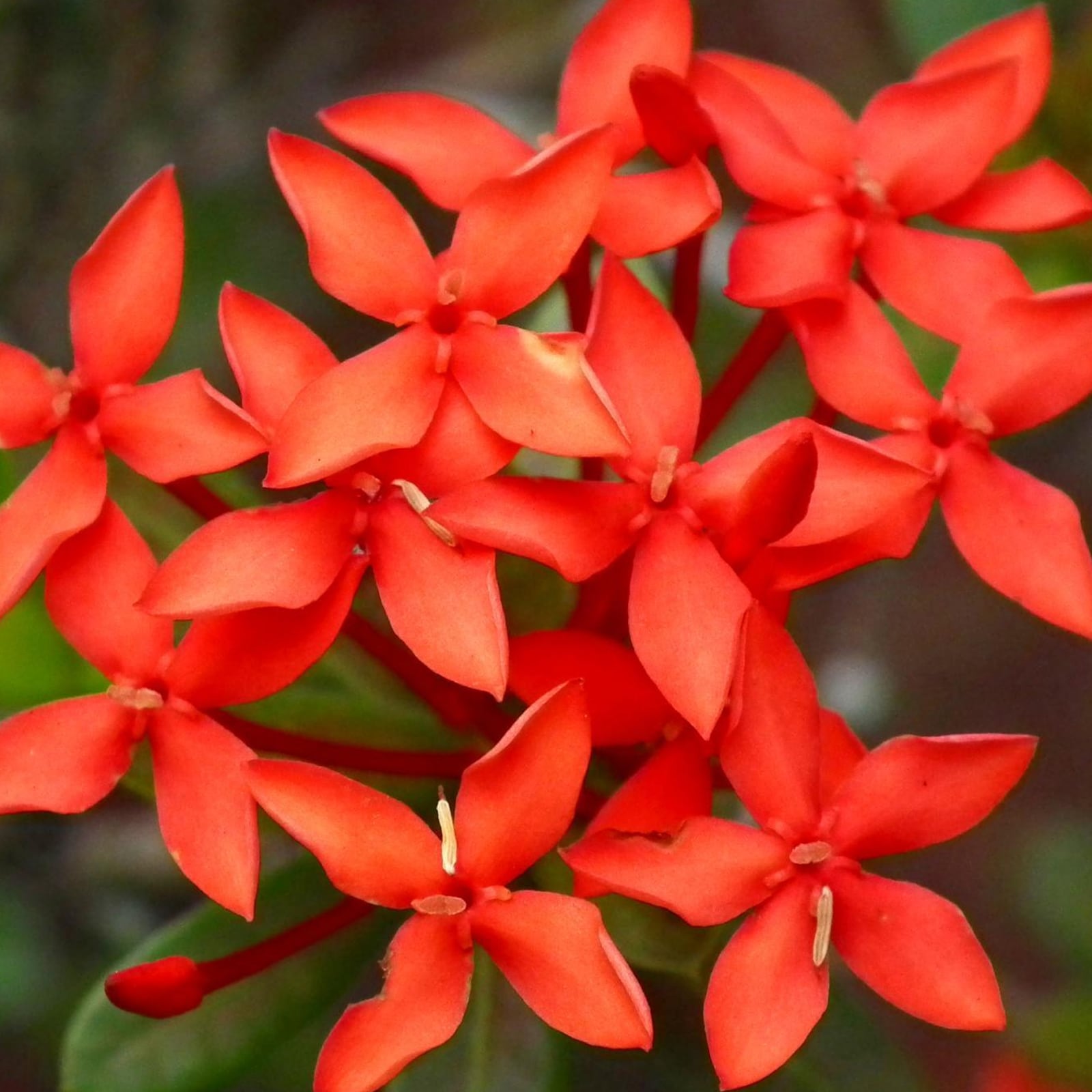 Lowes Orange Dwarf Ixora Flowering Shrub In 25 Quart Pot Nursery At