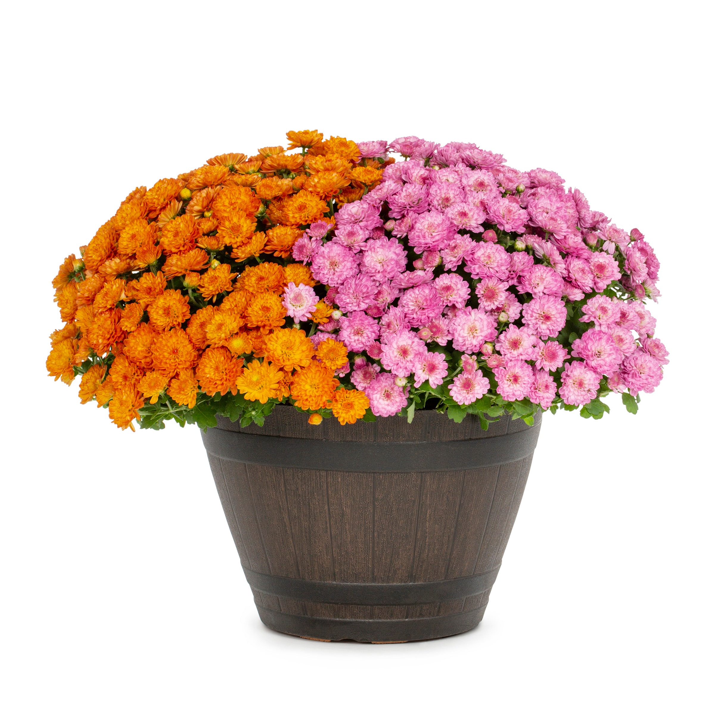 Lowe's NURSERY Multicolor Mum in 1.15 Gallon(s) Planter 1 -Pack