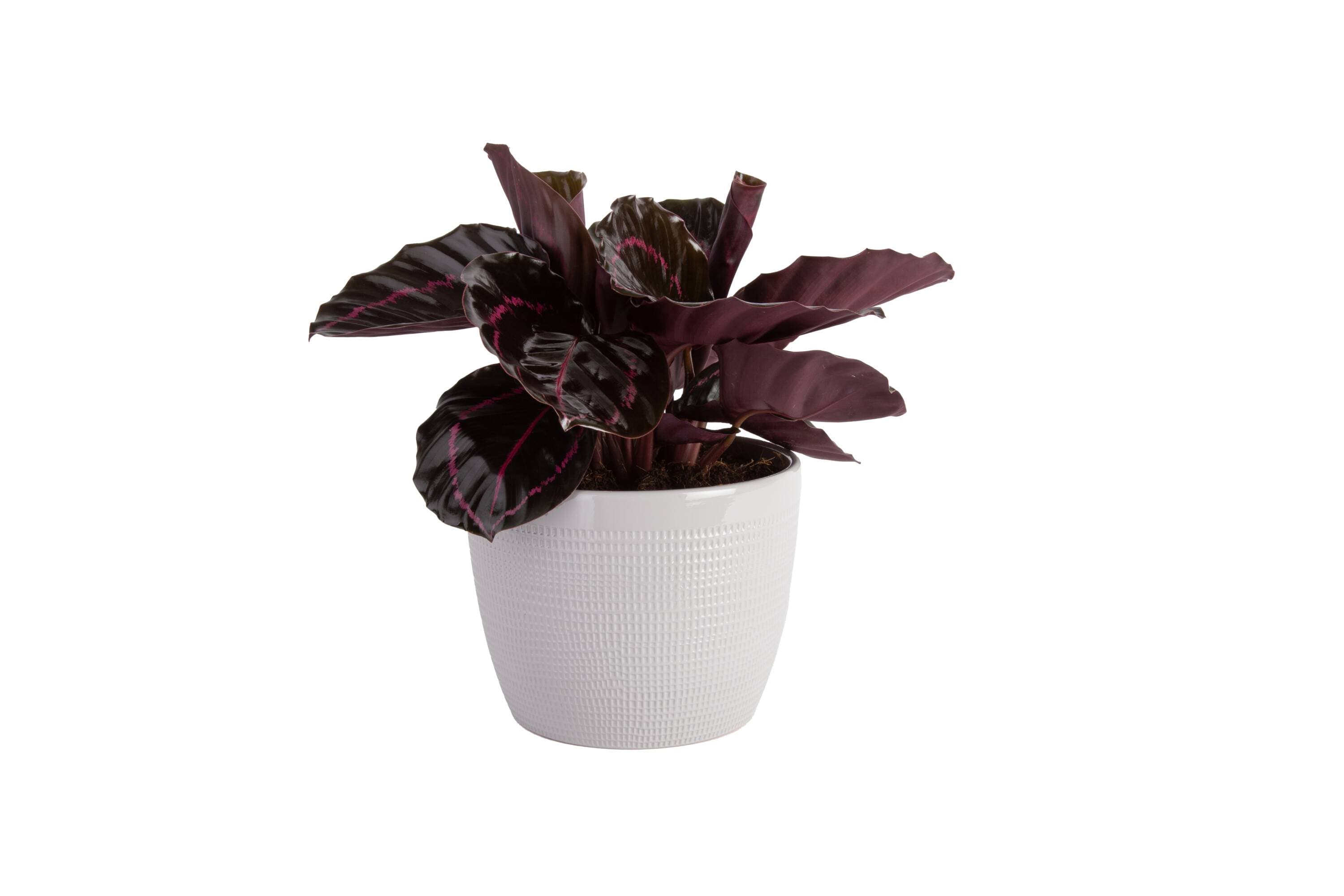 Costa Farms 4883459 Trending Tropicals Calathea House plant in 1.4 Quart(s) Self-watering pot 1 -Pack