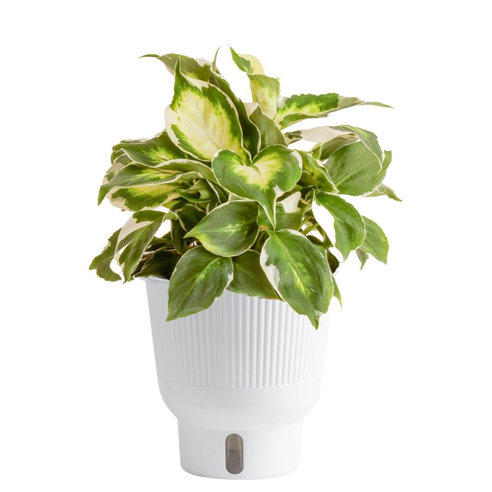 Costa Farms M-CTD-S-MWG-01-LW Cool Beauty Dieffenbachia House plant in 6 Inch(es) Self-watering pot 1 -Pack