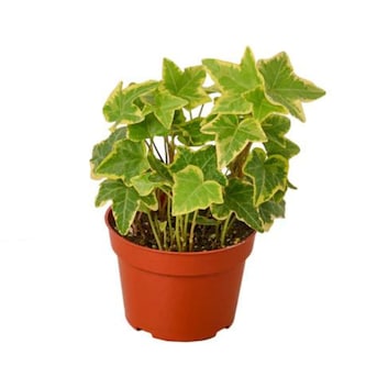 House Plant Shop English Ivy, Common Ivy House Plant in 1-Pack Pot Lowes.com