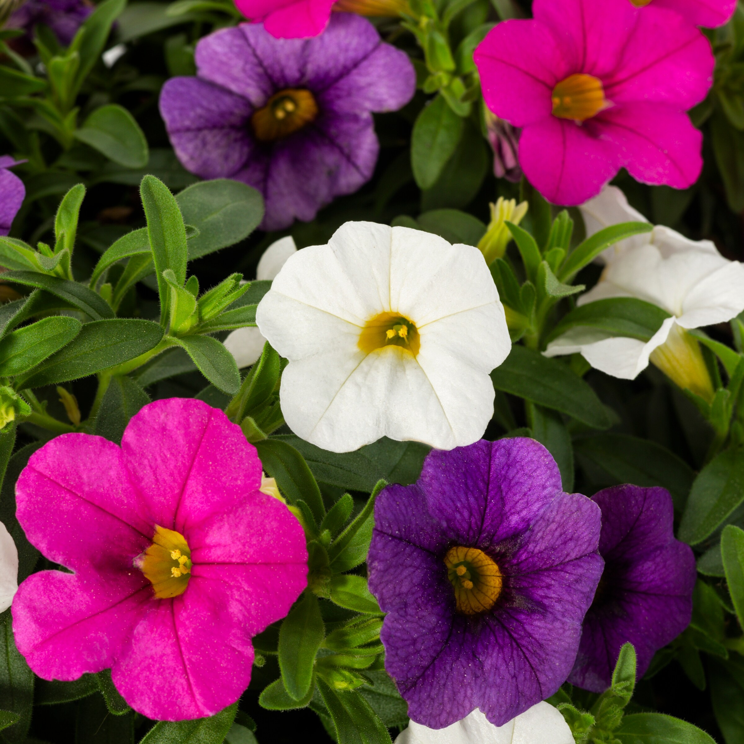 Metrolina Greenhouses 4804 annuals - View #2
