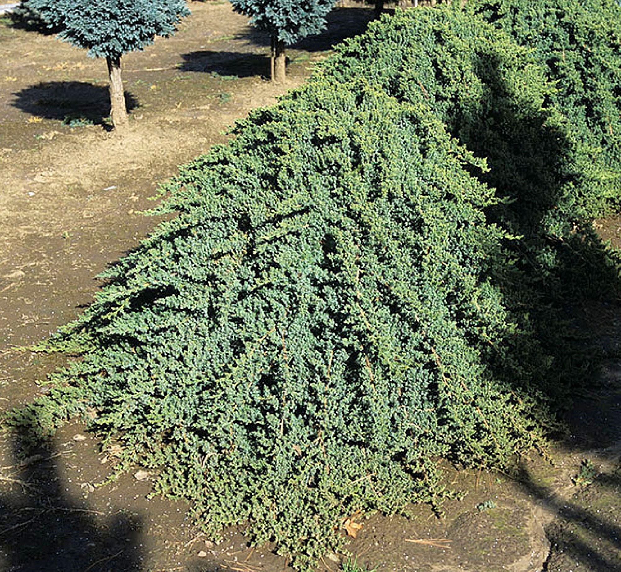  O494002 shrubs - View #2