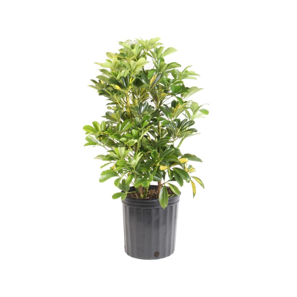 Lowe's 1.40 QT. SCHEFFLERA Yellow Schefflera Plant in -Quart Pot 1.0 -Pack
