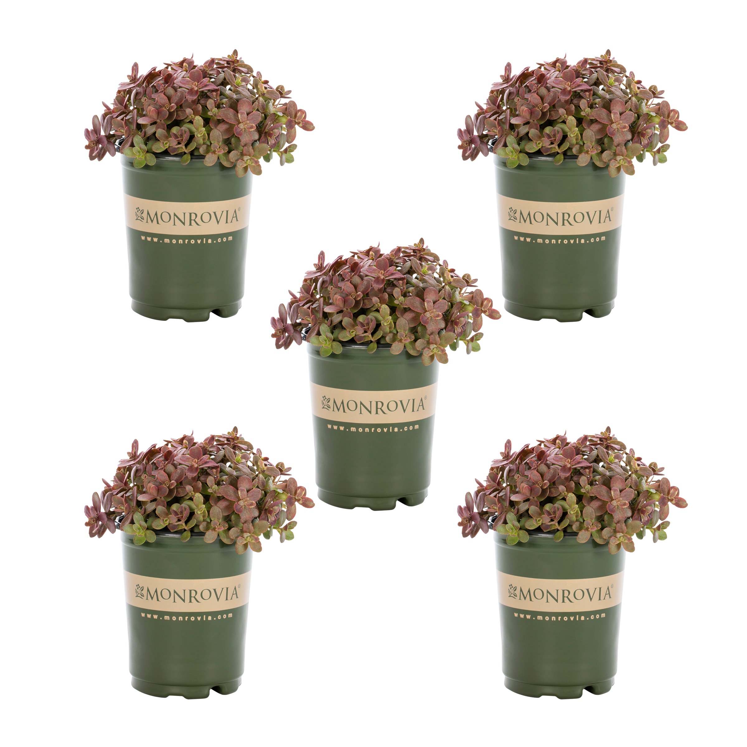 Monrovia 5077 Red Sedum Plant in 1.5 -Pint Pot 5.0 -Pack