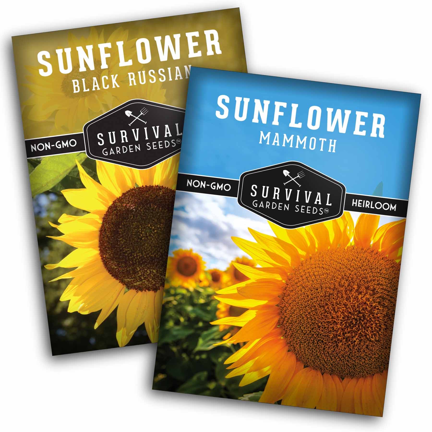 Survival Garden Seeds - Mammoth and Black Russian Heirloom Sunflower Seeds