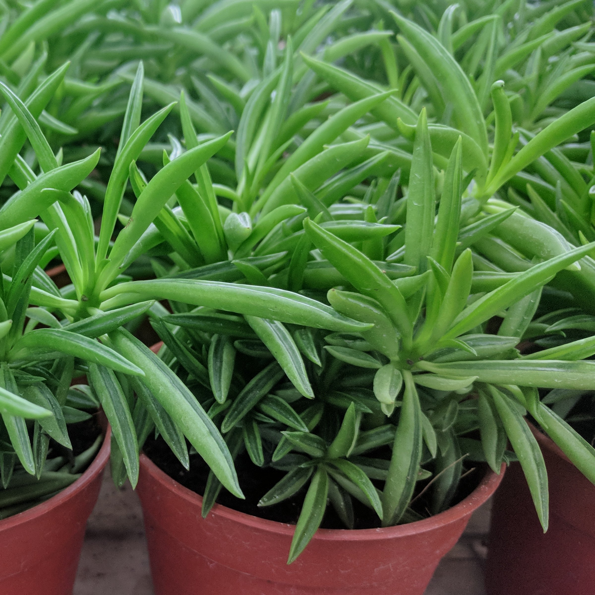 National Plant Network LW2332 hseplants - View #9