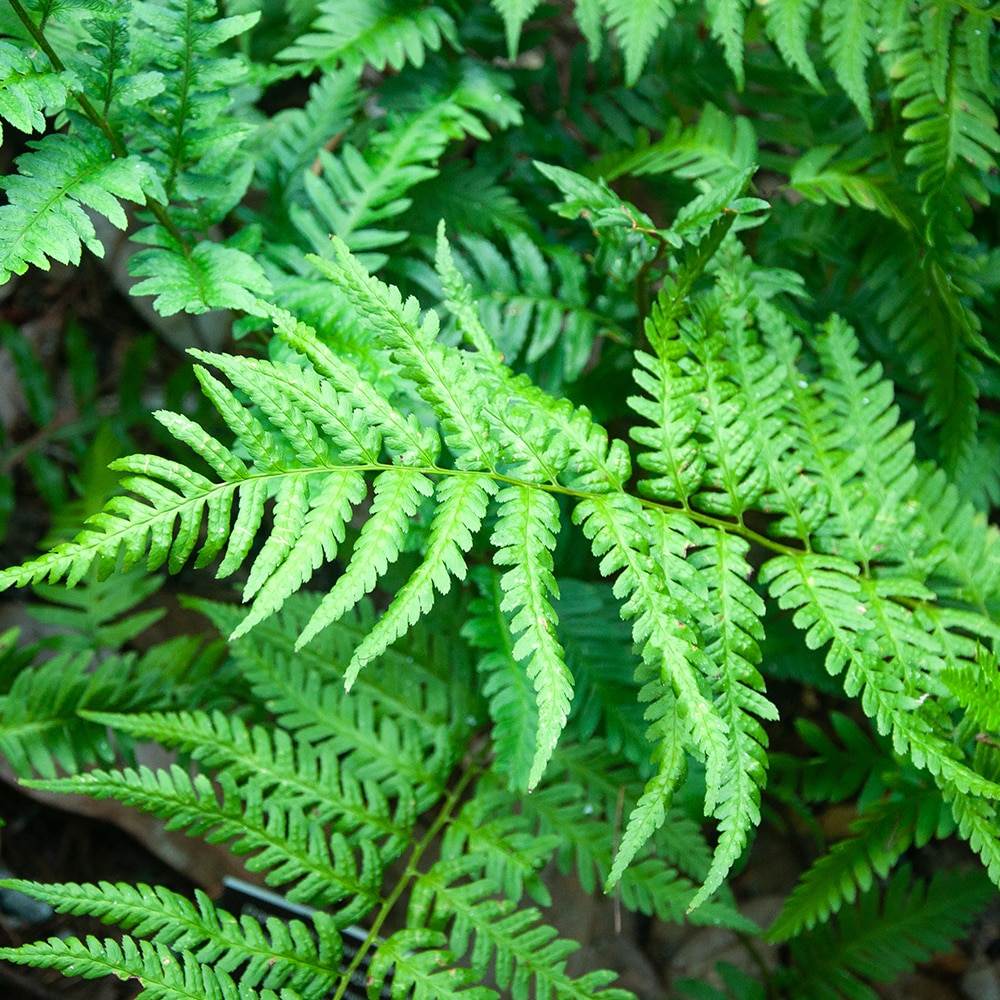 Altman Plants Southern Wood Fern Plant in 2.5-Quart Pot in the ...