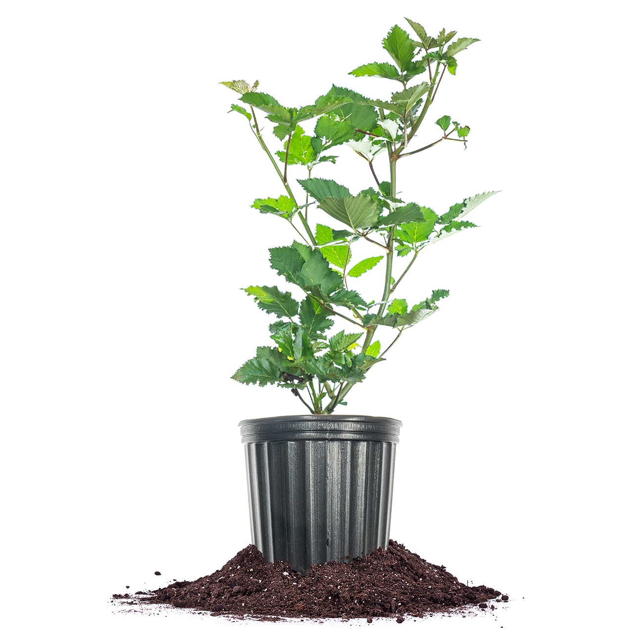 Perfect Plants LOPRIMEARKBLACKBRY1G White Primeark Freedom Blackberry Feature Shrub in 1-Gallon Pot