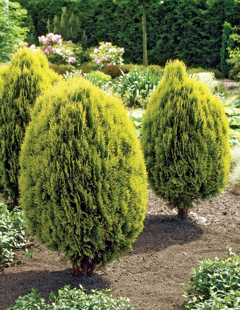 Spring Hill Nurseries 88762 Yellow Ribbon Arborvitae Upright Accent Shrub in 2.25 -Gallon Pot 1 -Pack