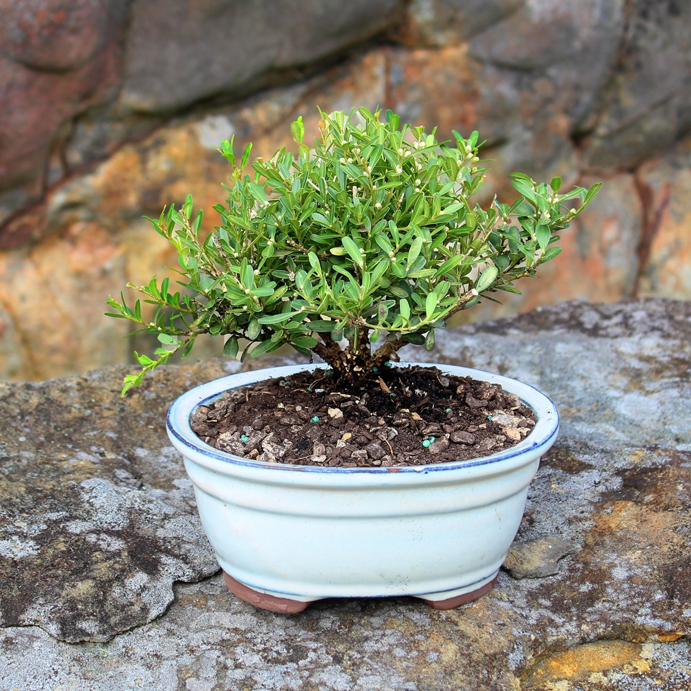 Brussel's Bonsai DT5512HB trees - View #4