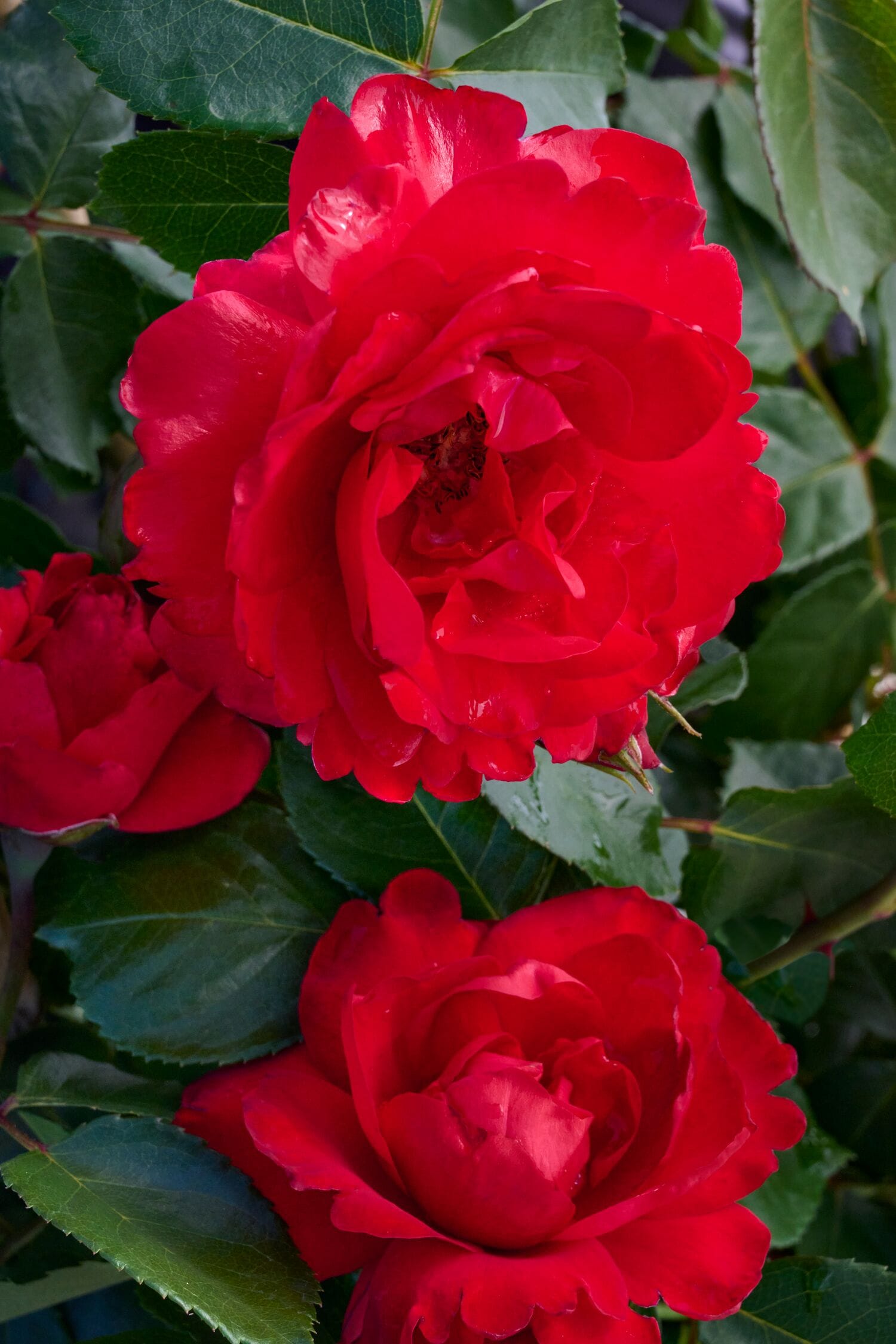Monrovia 037125ST roses - View #2