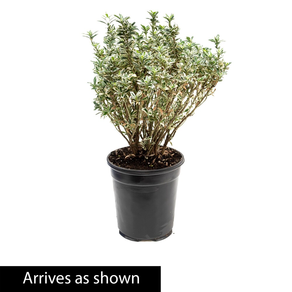 Spring Hill Nurseries 80437 shrubs - View #2