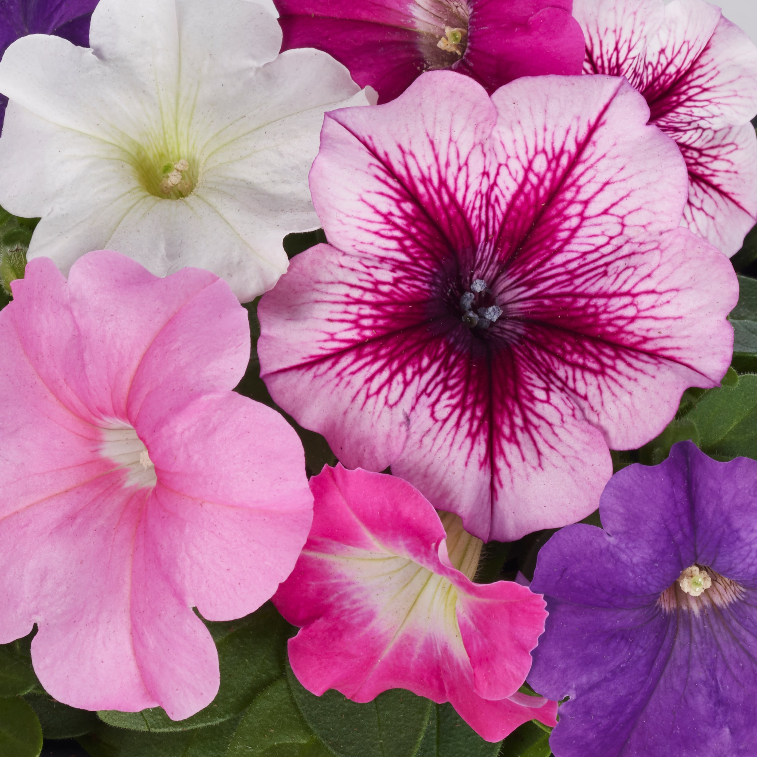 Lowe's NURSERY annuals - View #11