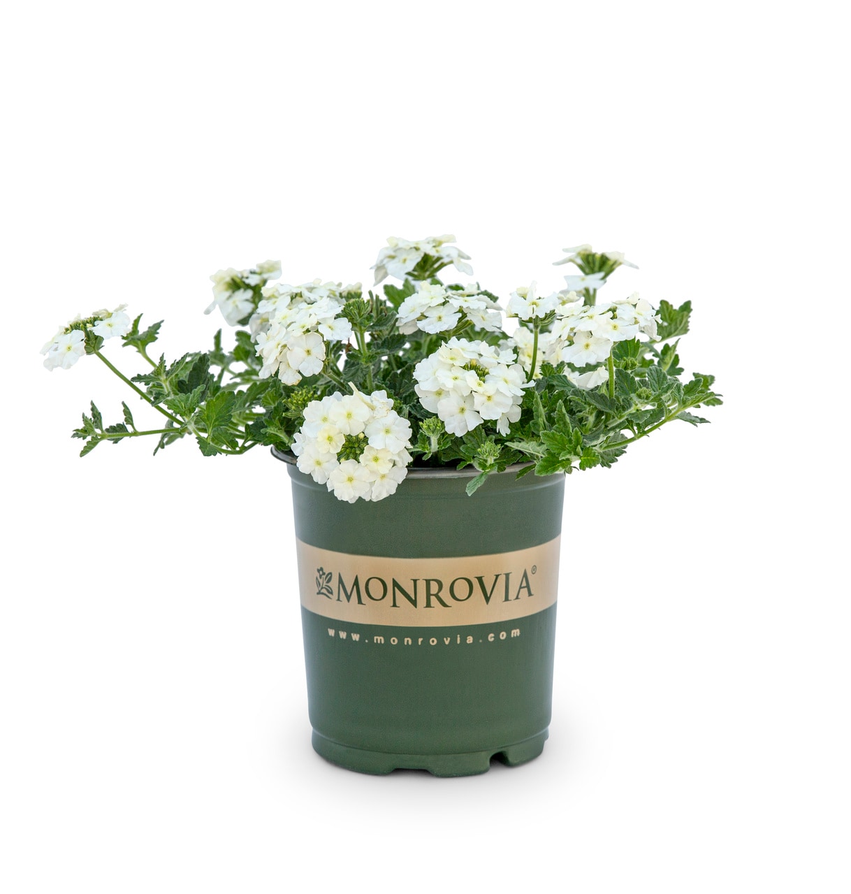 Monrovia 5016 annuals - View #5