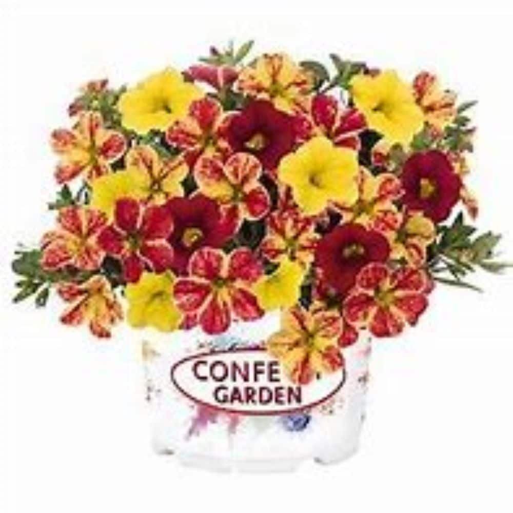 Lowe's NURSERY Multicolor Florists' Cineraria in 1.15 Gallon(s) Pot 4 -Pack