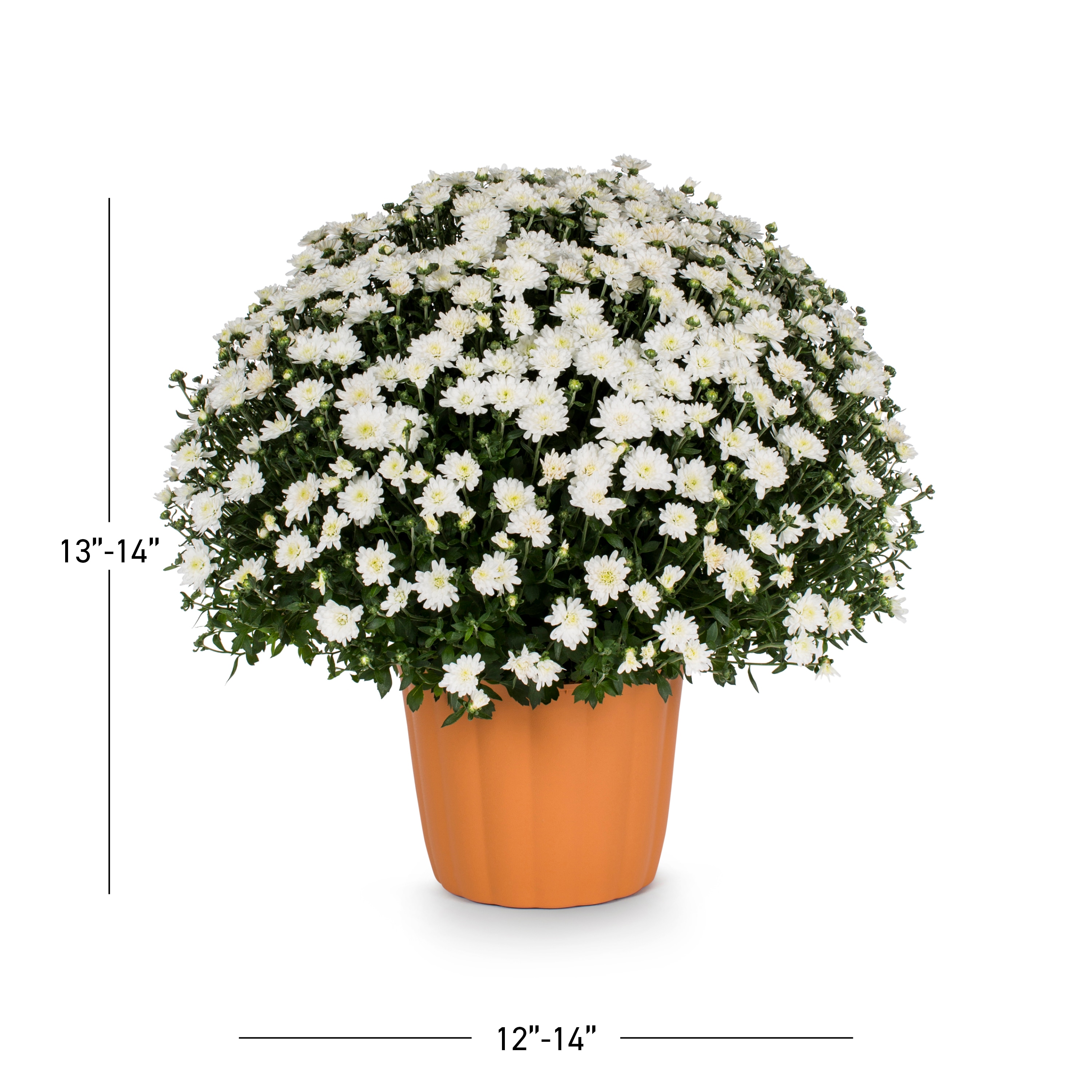 Lowe's NURSERY annuals - View #3