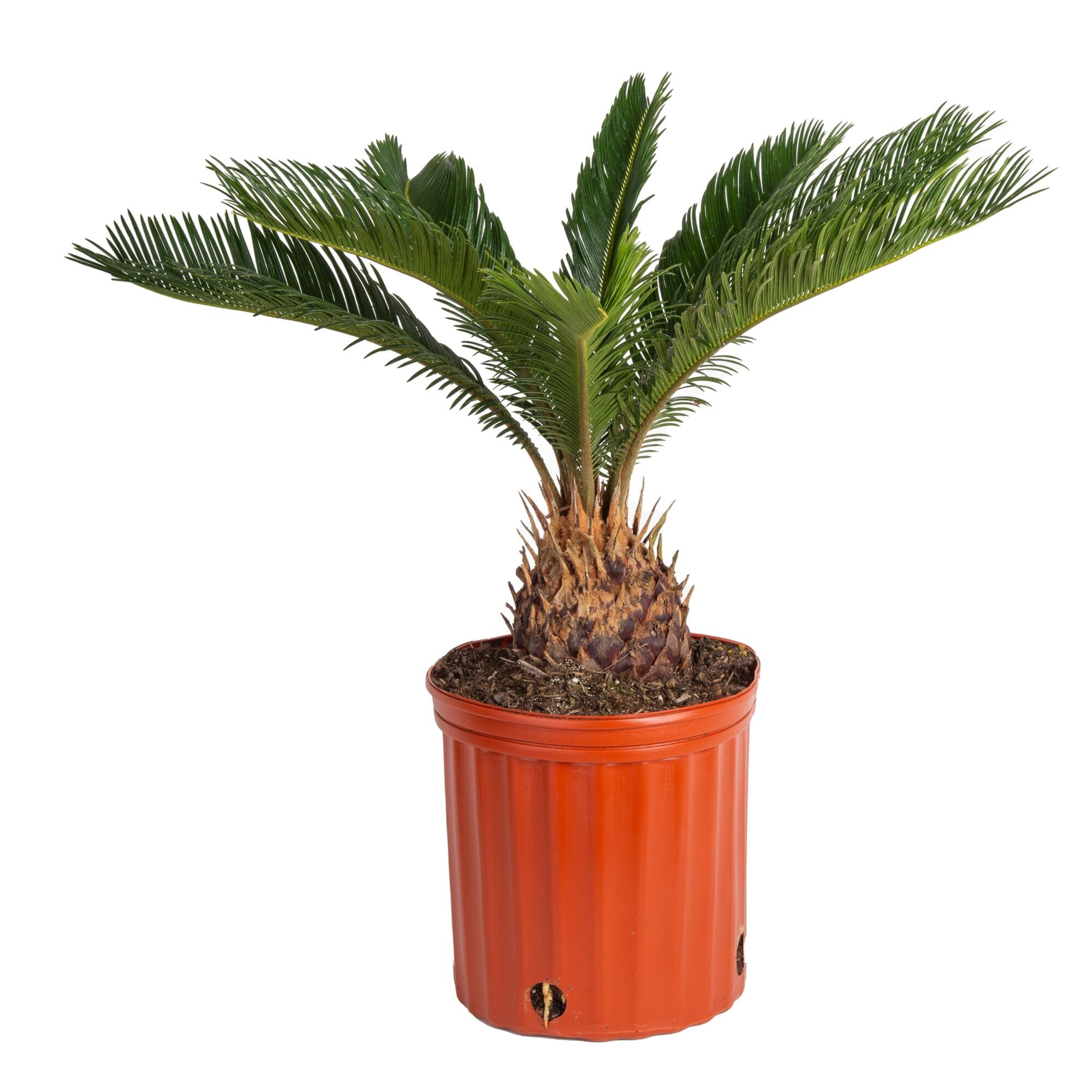 Costa Farms Sago Palm Tree House plant in 10 Inch(es) Pot 1 -Pack
